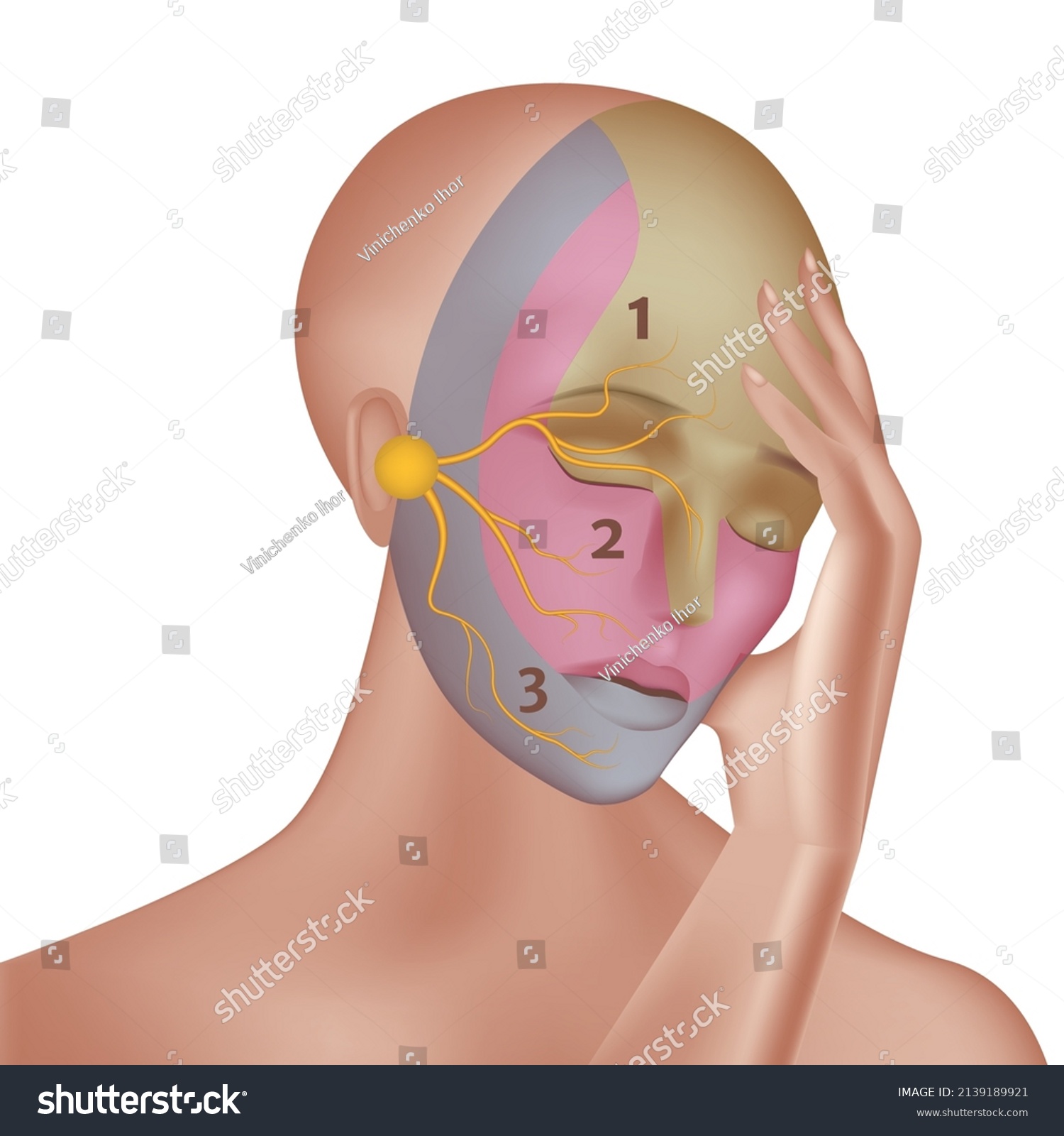 Trigeminal Nerve Indication On Face Vector Stock Vector Royalty Free