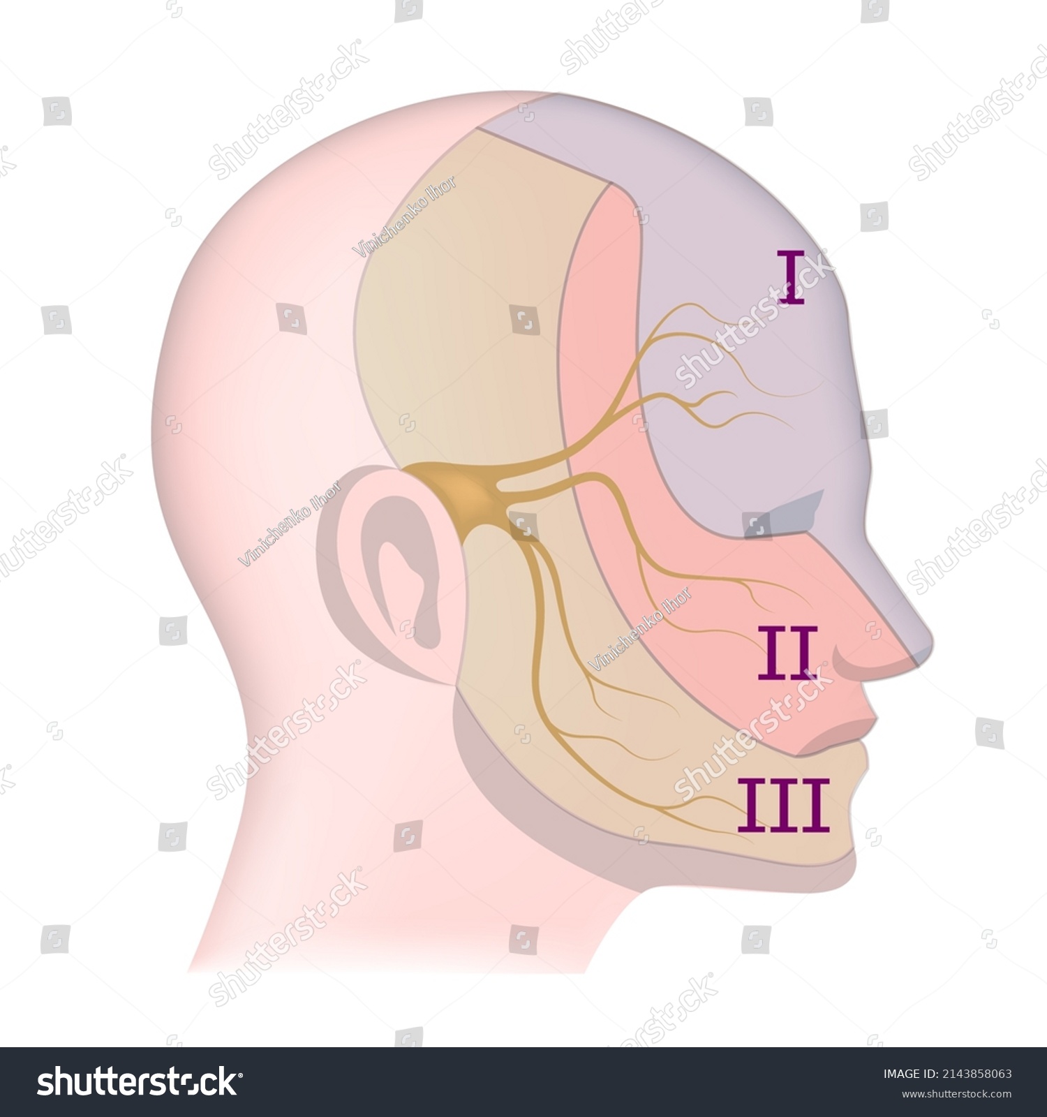 Trigeminal Nerve Indication On Face Vector Stock Vector Royalty Free