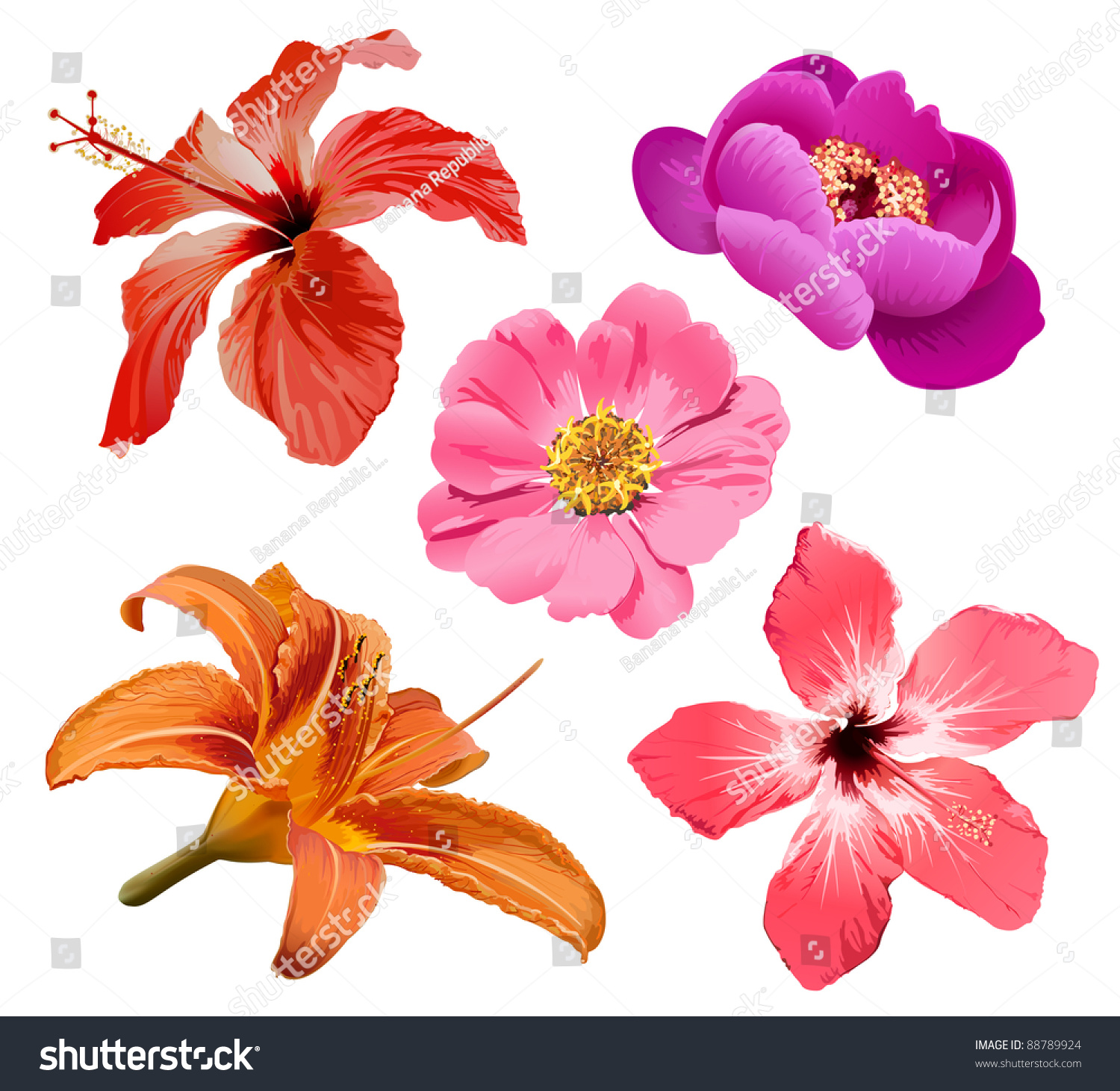 Tropical Flower, Exotic Hibiscus Stock Vector Illustration 88789924