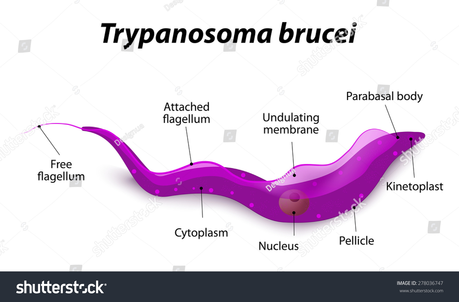 trypanosoma-brucei-gambiense-cell-structure-labeled-trypanosoma-is