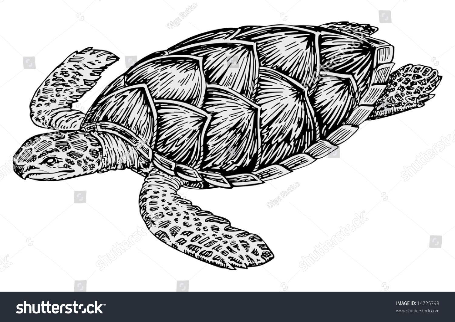 Turtle Vector - 14725798 : Shutterstock