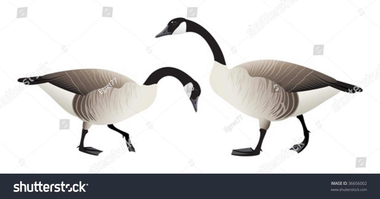 Two Canada Geese - Male And Female. Stock Vector Illustration 36656002