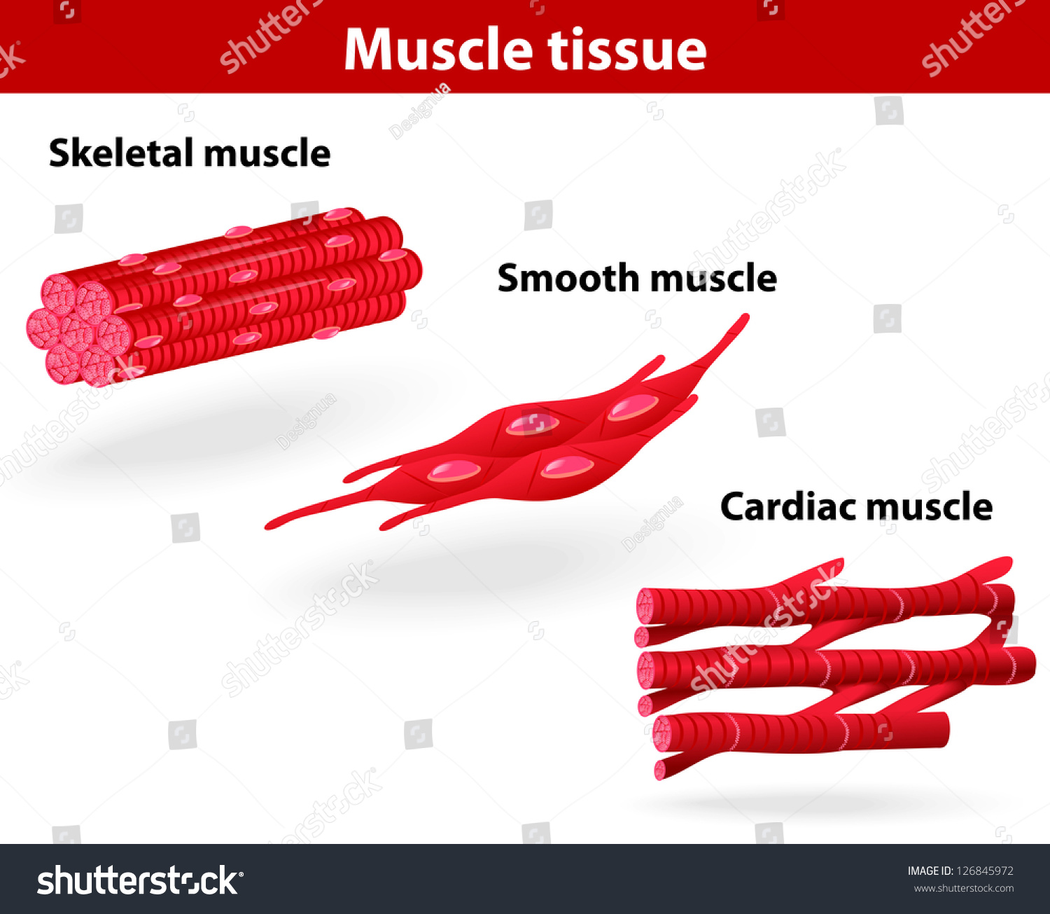 Smooth Muscle 22