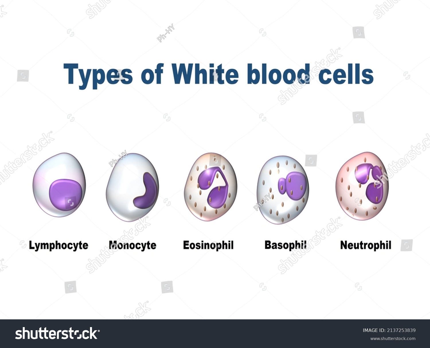 Types White Blood Cells Leukocytes Including Stockvector Rechtenvrij