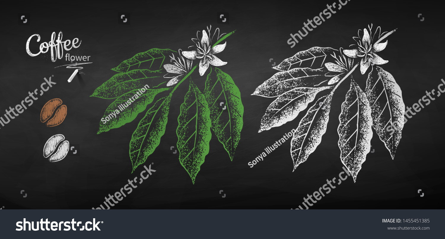 Vector Chalk Drawn Sketches Coffee Beans Stock Vector Royalty Free