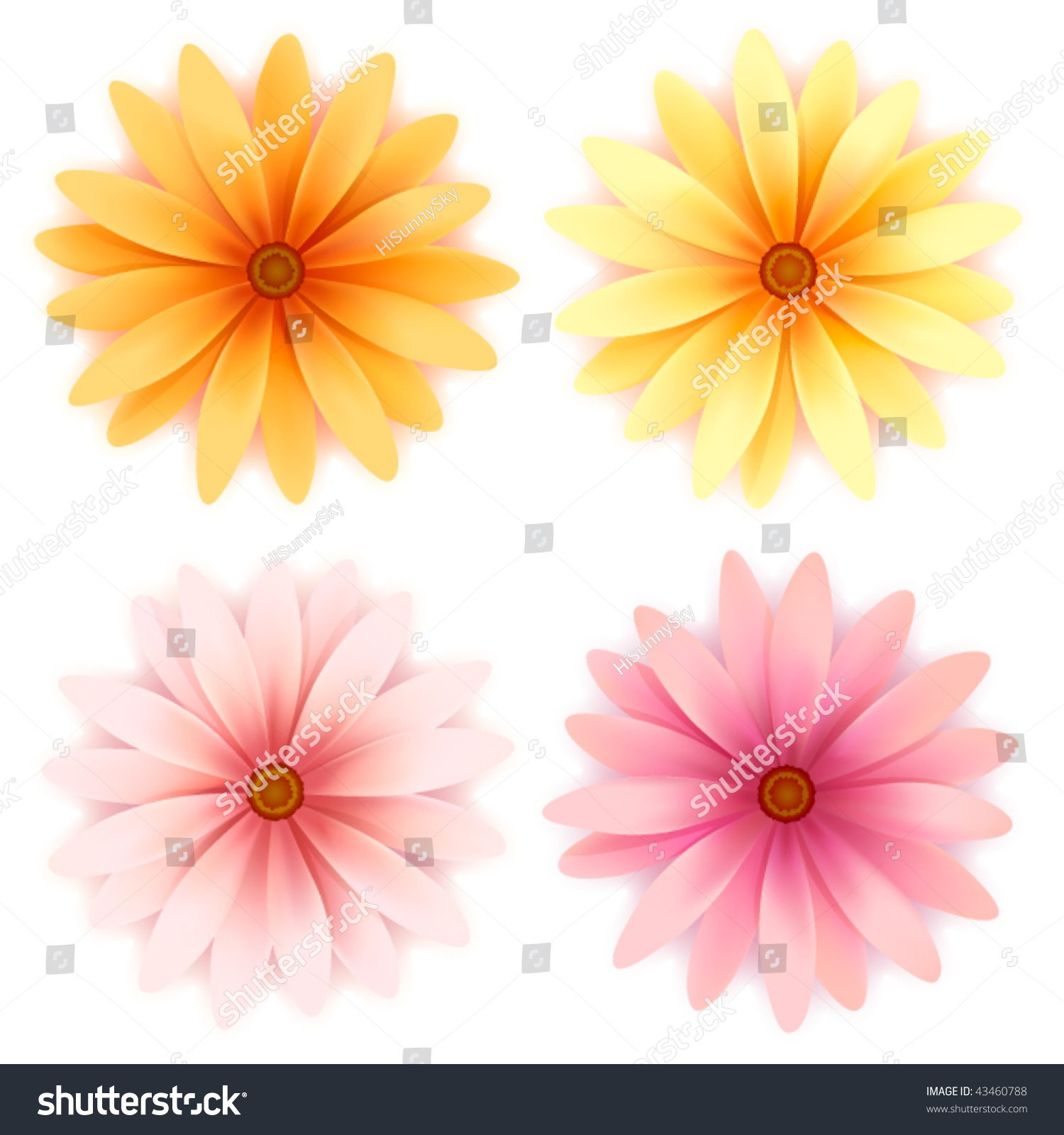 Vector Daisy Flowers Set Isolated On White - 43460788 : Shutterstock