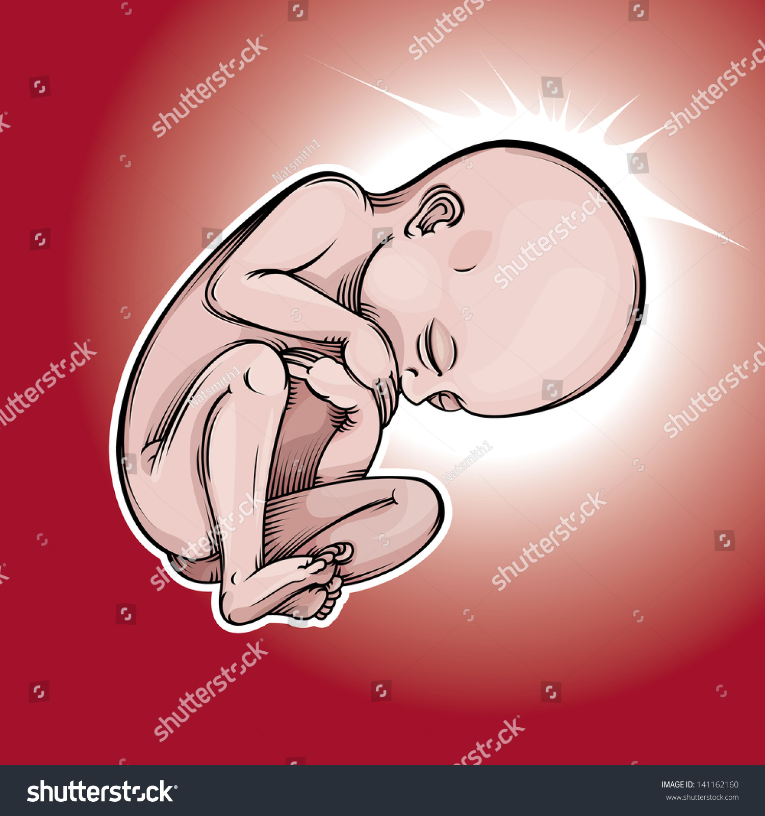 Vector Drawing Of A Baby Fetus/Fetus/ Easy To Edit Vetor ...