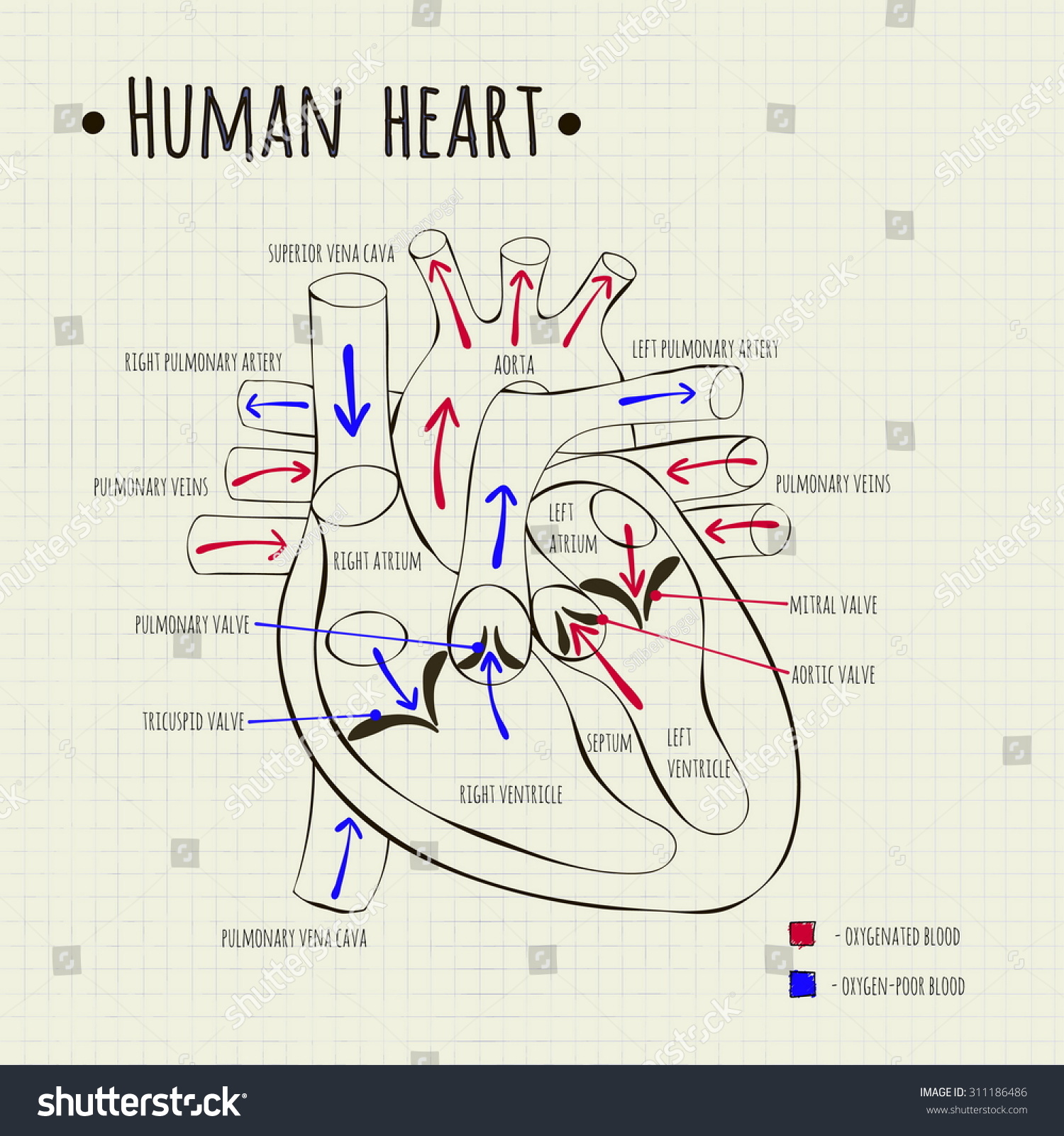Vector Drawing Of A Human Heart Diagram - 311186486 ...