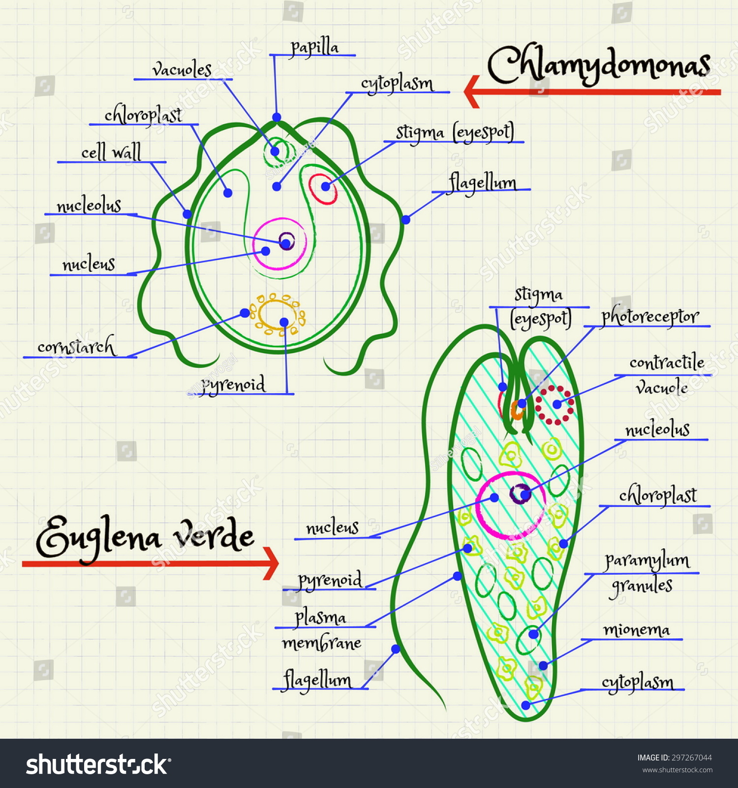 Chlamydomonas Labeled Diagram