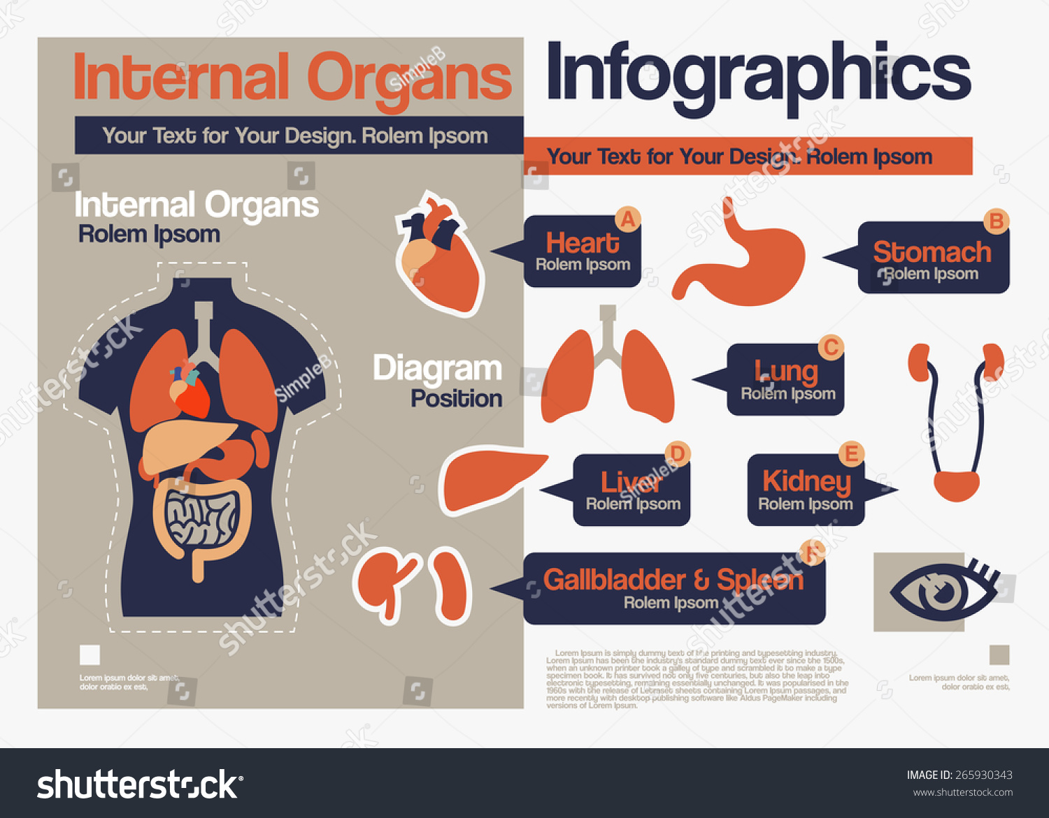 Vector Flat Design About Internal Organs Infographics. - 265930343