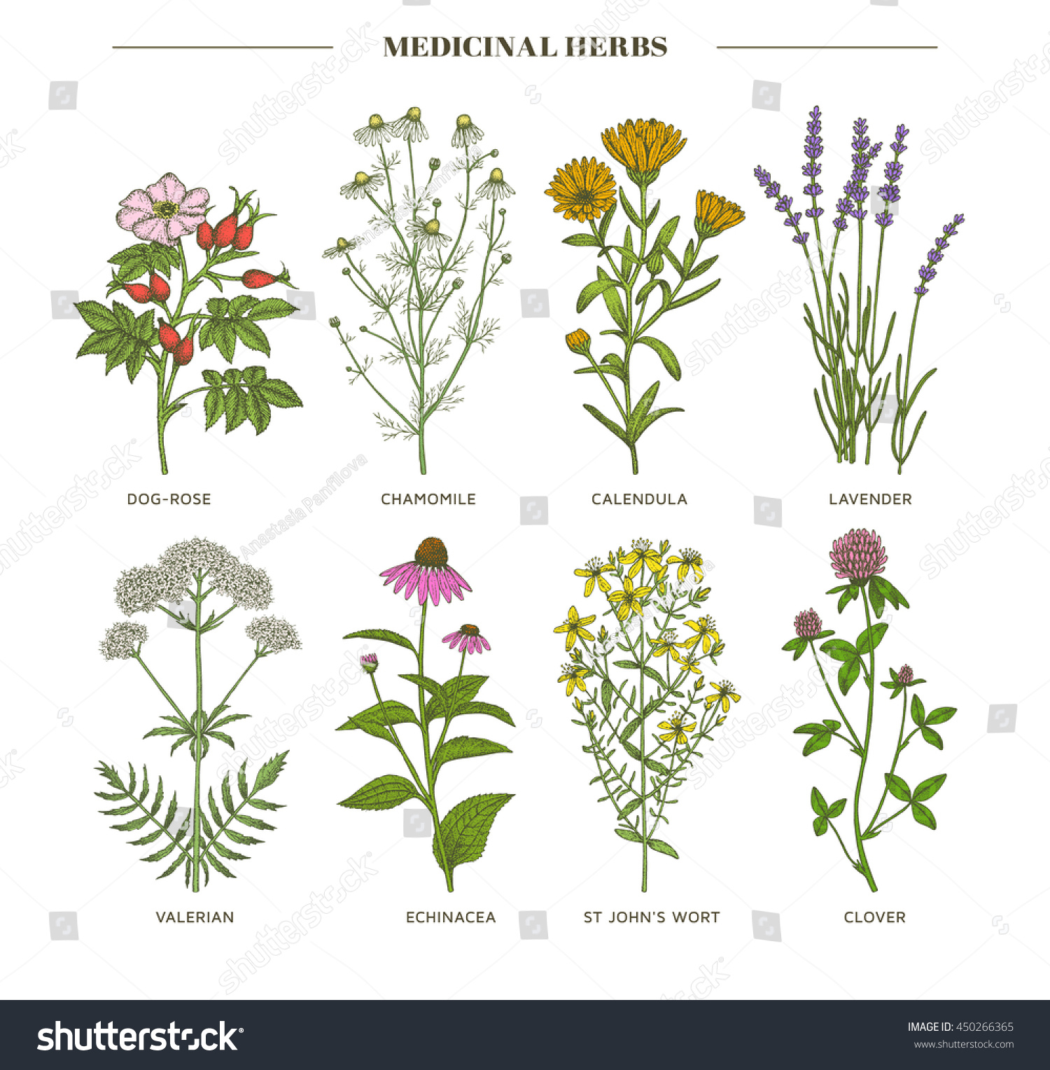 Vector hand drawn collection of medicinal cosmetics herbs St John's Wort echinacea lavender valerian chamomile calendula dog-rose clover plants Vector hand drawn collection of medicinal cosmetics herbs St John's Wort echinacea lavender valerian chamomile calendula dog-rose clover plants