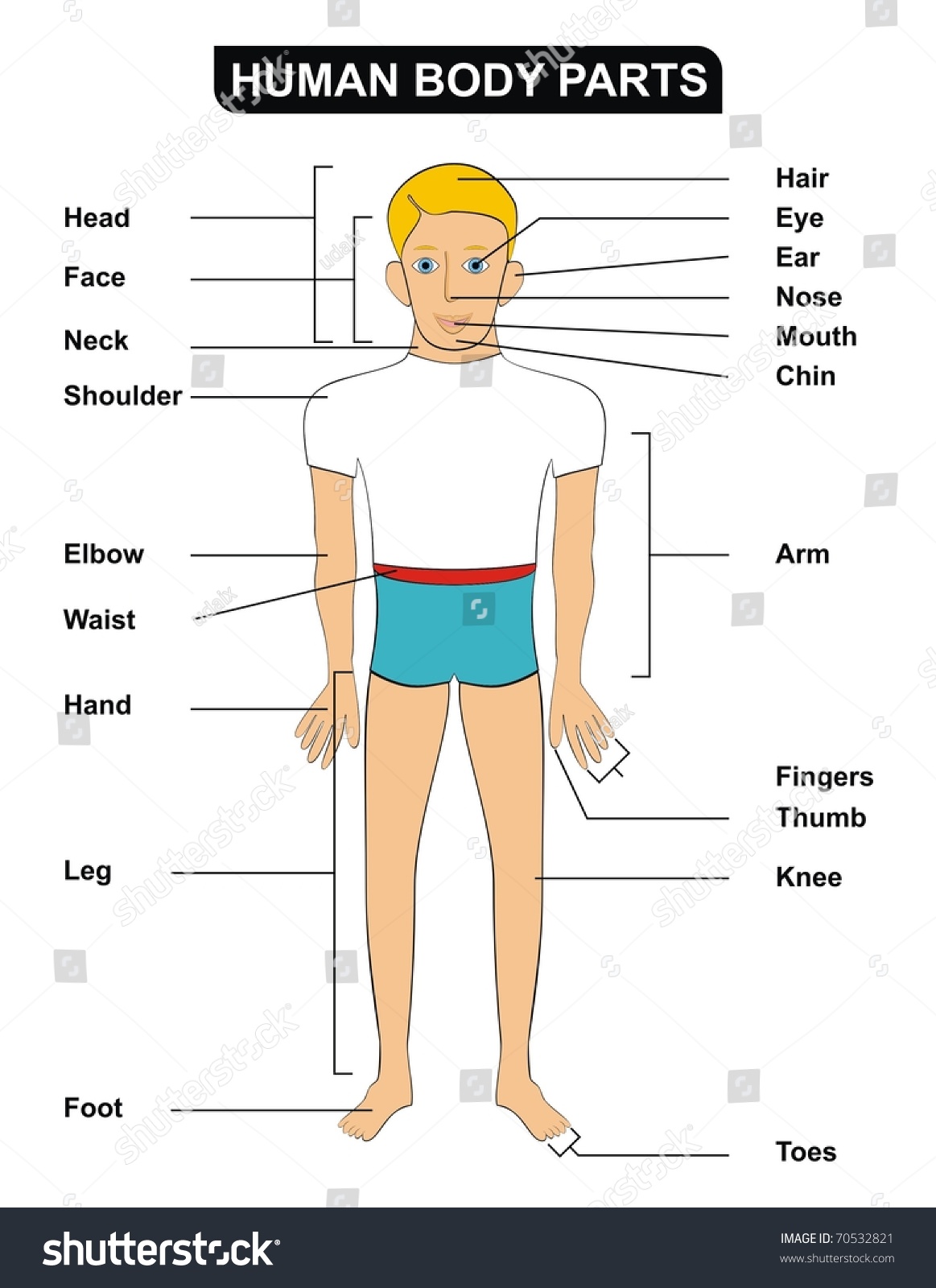 Vector Human Body Parts Including ( Head, Face, Neck, Shoulder, Elbow