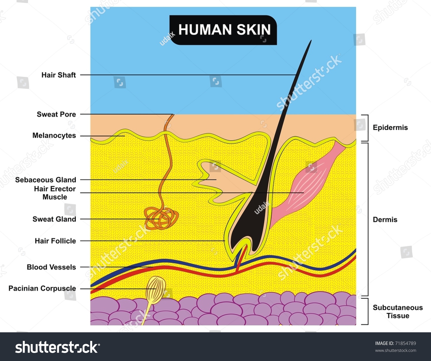 Labeled Cross Section Of Skin