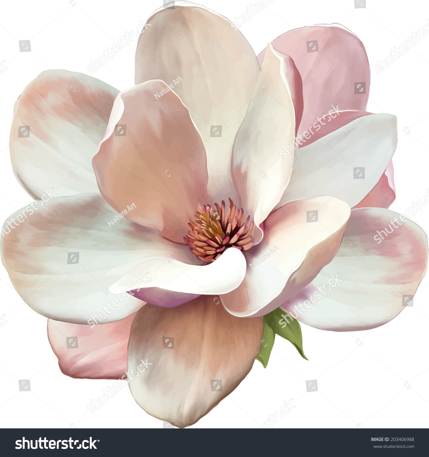 Vector Illustration Magnolia Flower Isolated On Stock Vector 203406988