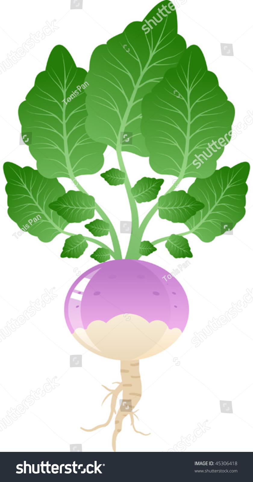 Vector Illustration Of A Turnip Root Shutterstock