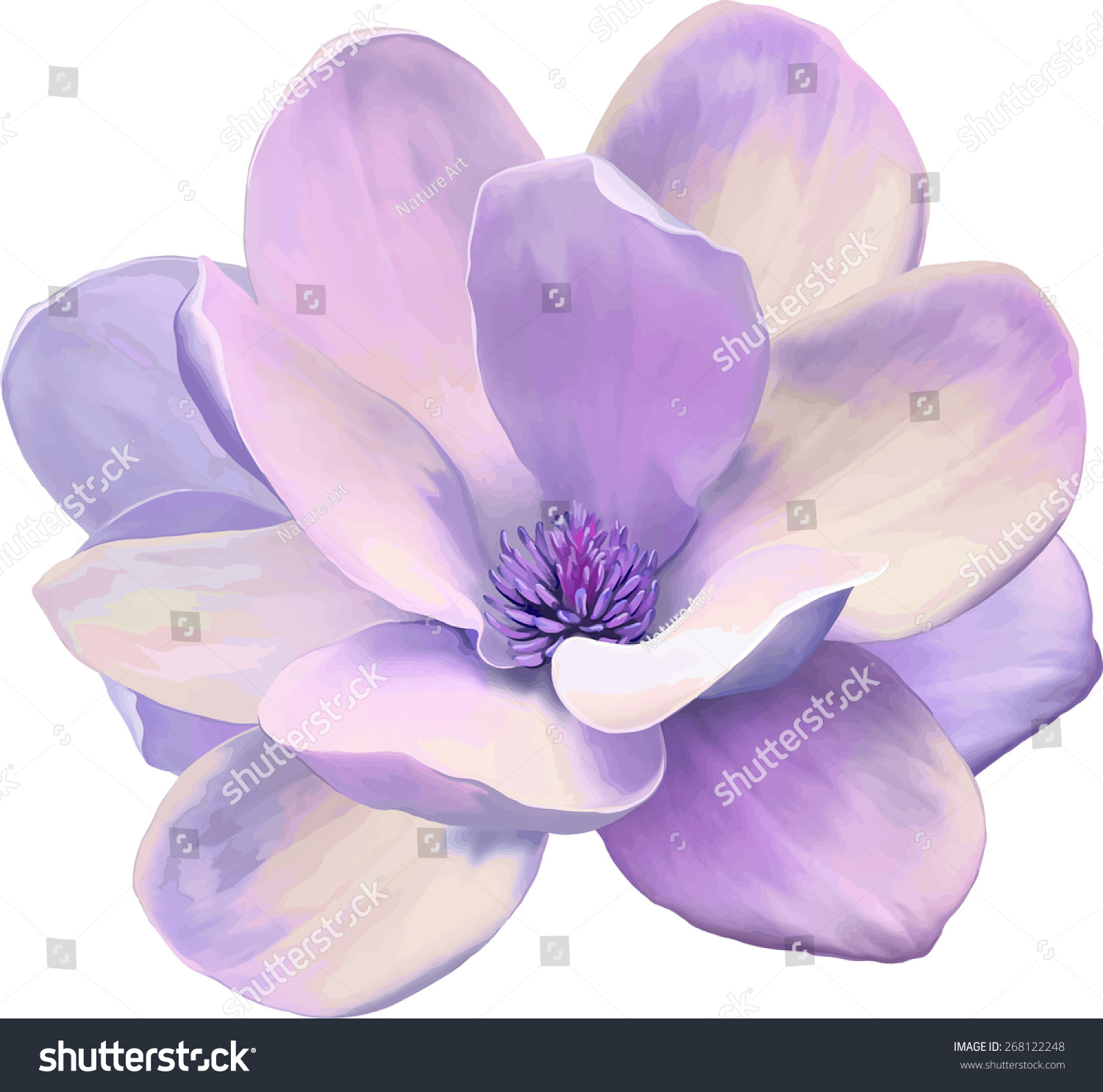 Vector Illustration Of Beautiful Magnolia, Spring Flower Isolated On