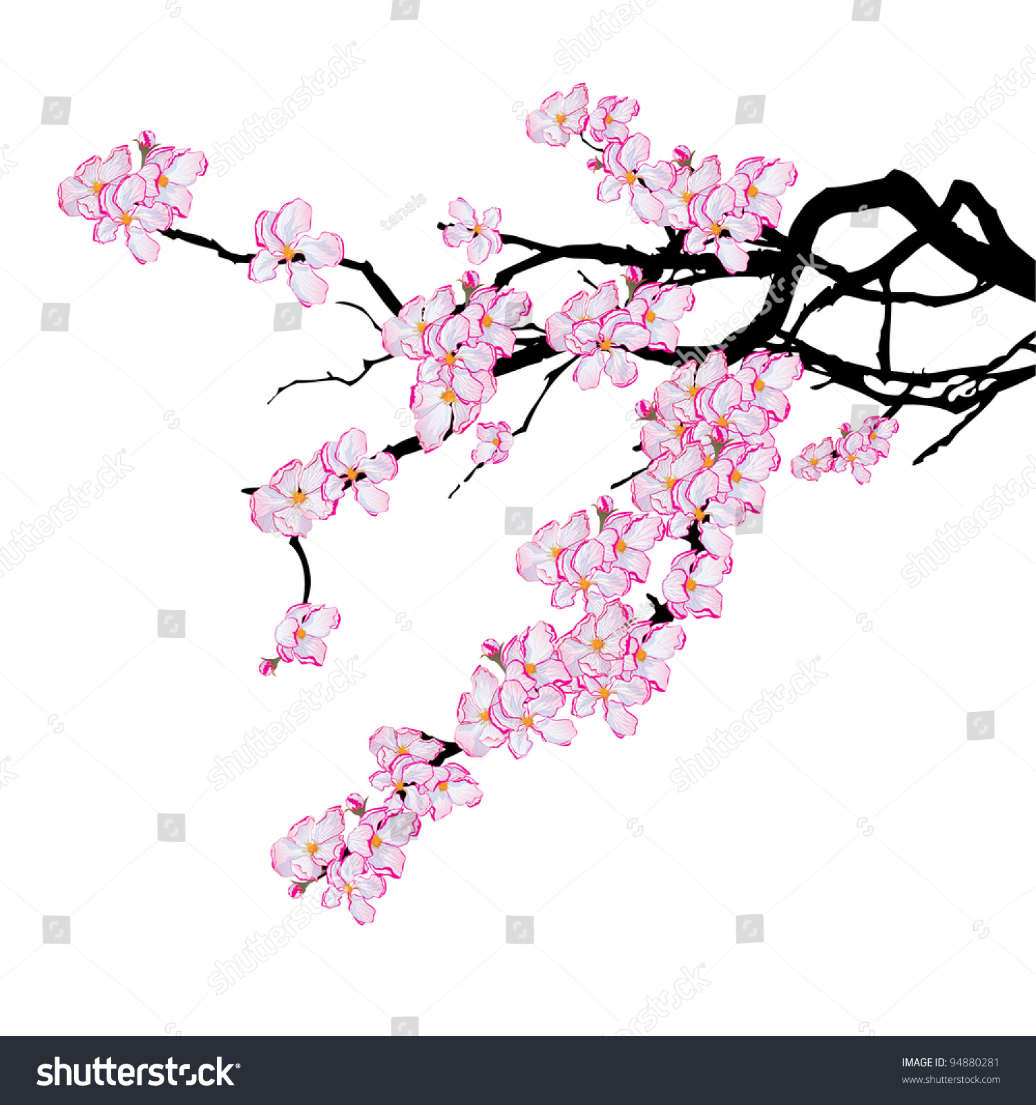 Vector Illustration Of Branch Of Cherry Tree (Eps 10) - 94880281