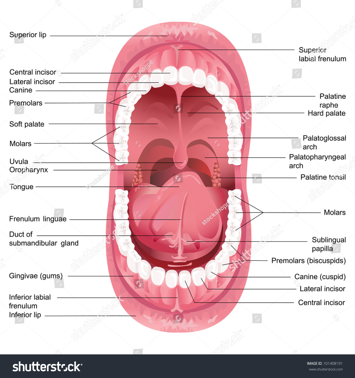 Parts Of The Human Mouth 46