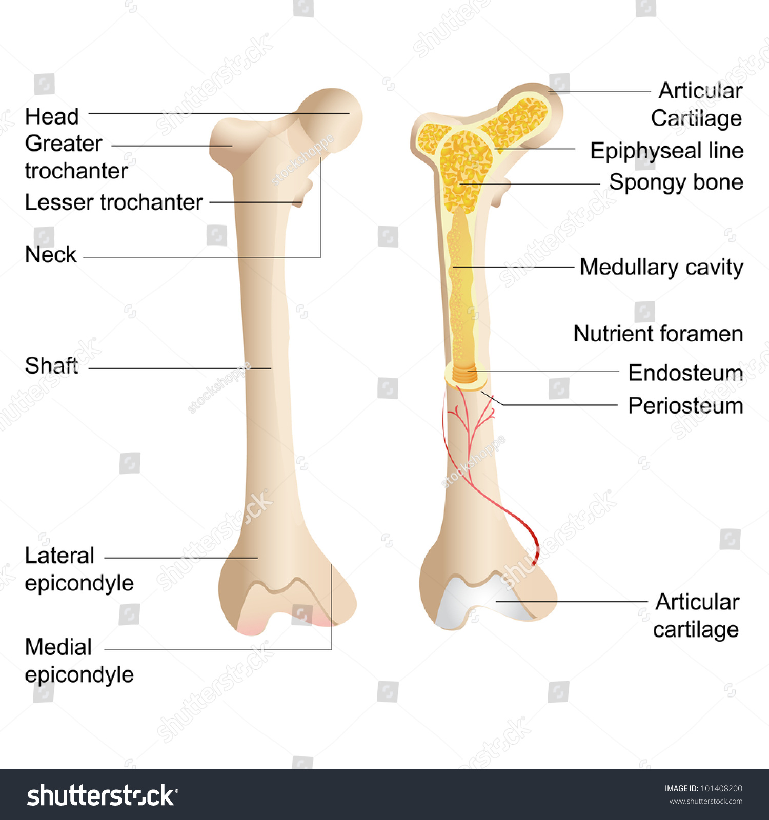 Vector Illustration Of Diagram Of Human Bone Anatomy - 101408200