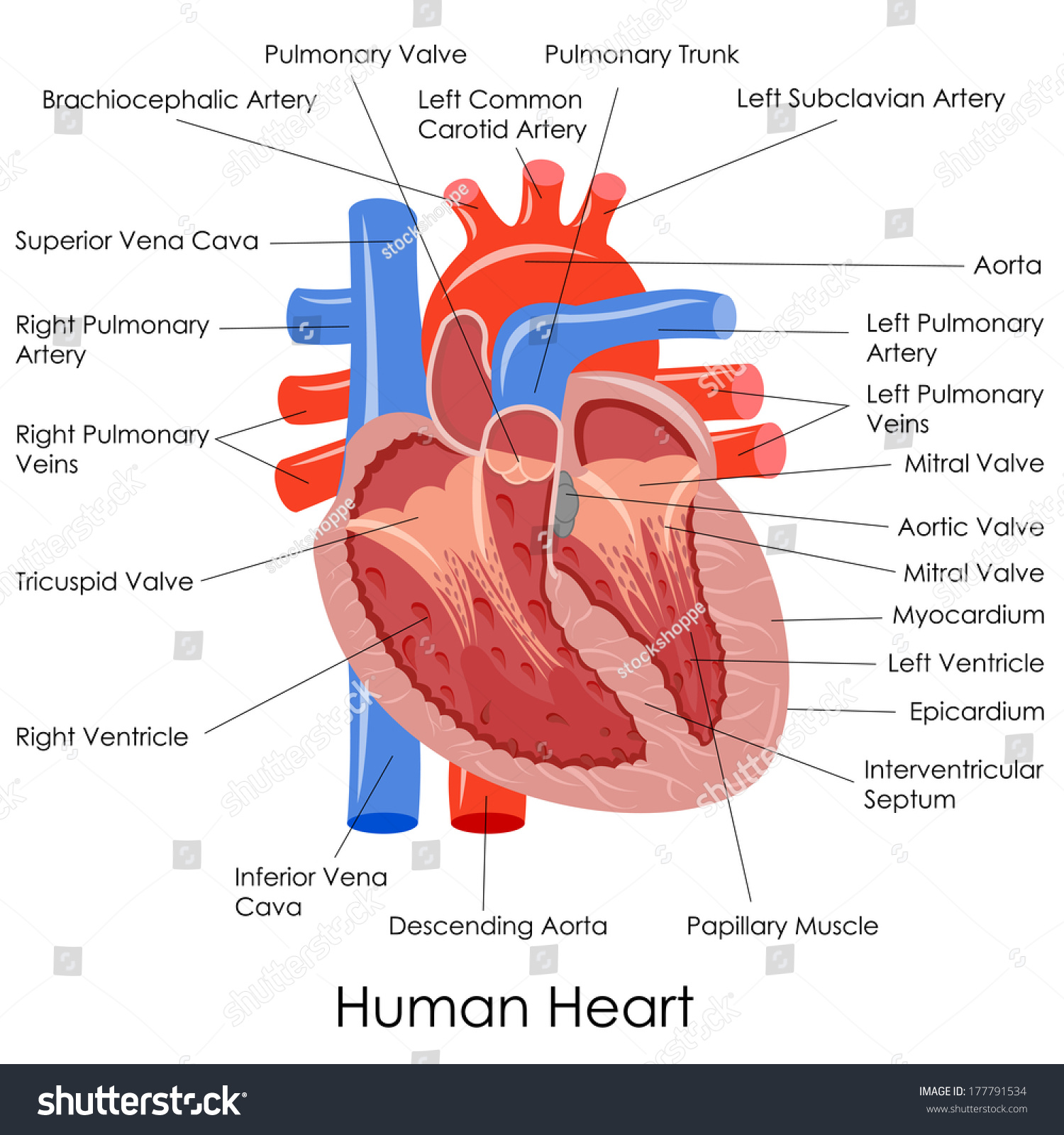 Vector Illustration Of Diagram Of Human Heart Anatomy ...