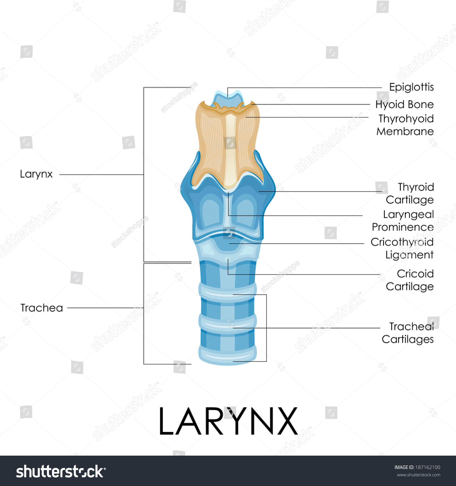 Vector Illustration Diagram Larynx Stock Vector 187162100 - Shutterstock