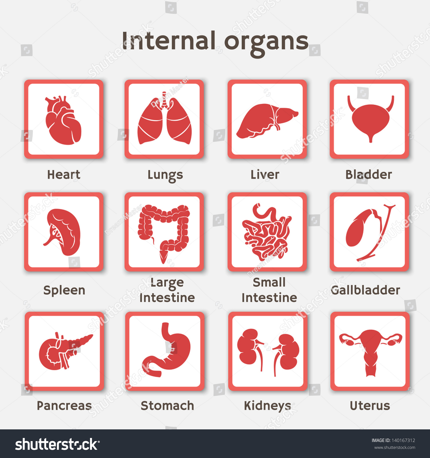 list of internal organs in the human body