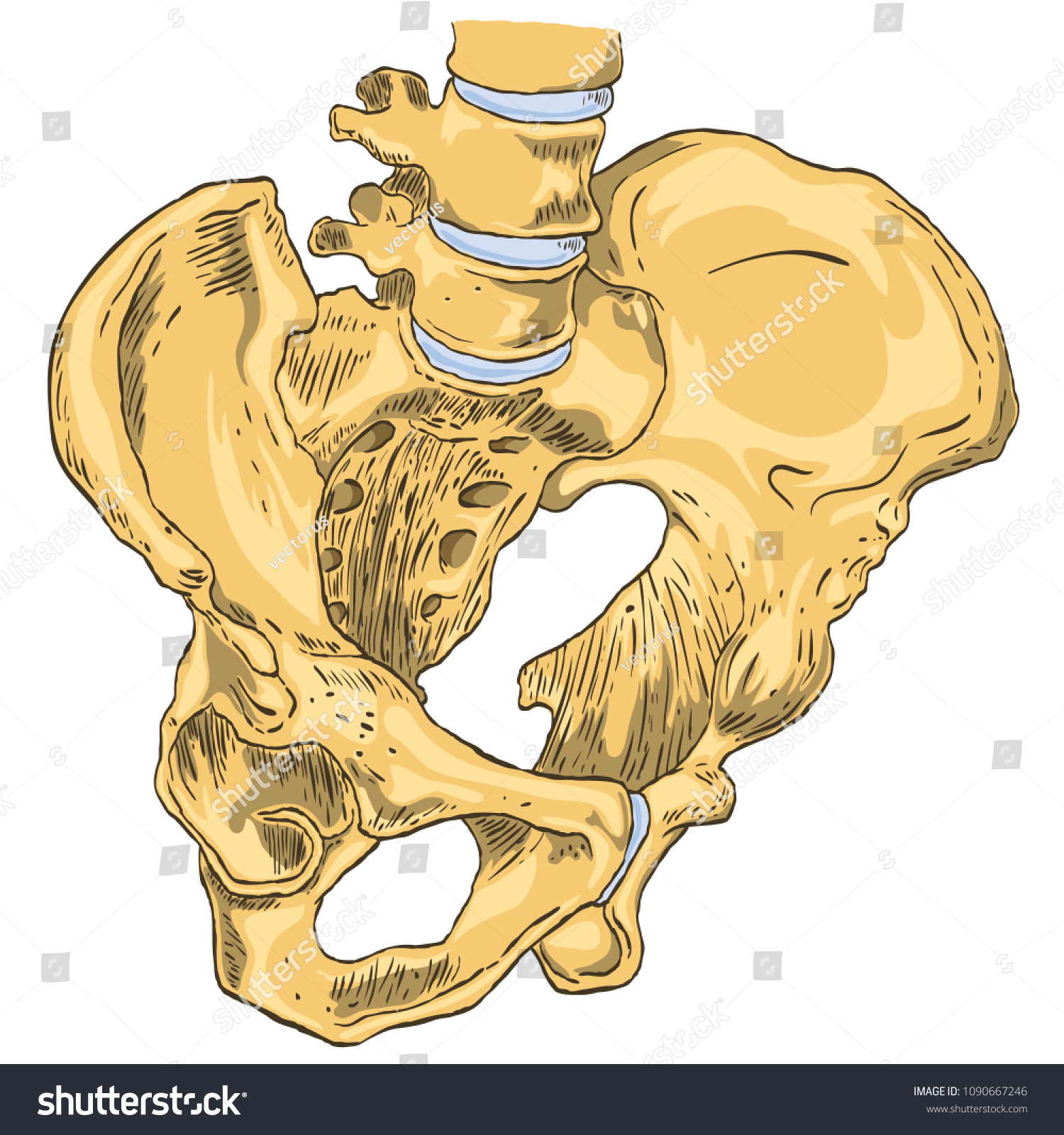 Vecteur Stock Vector Illustration Of A Diagram Of The Pelvic Girdle