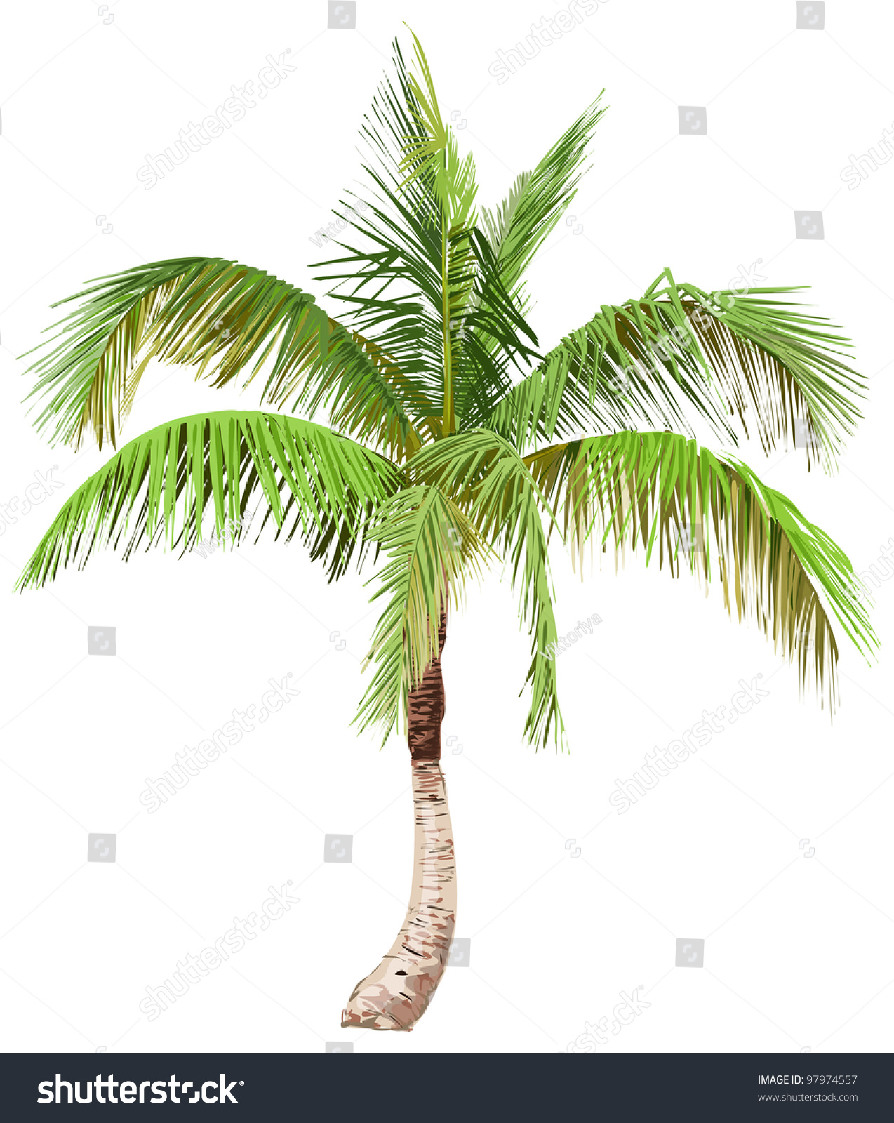 Vector Illustration Of The Palm Tree / Eps10 - 97974557 : Shutterstock