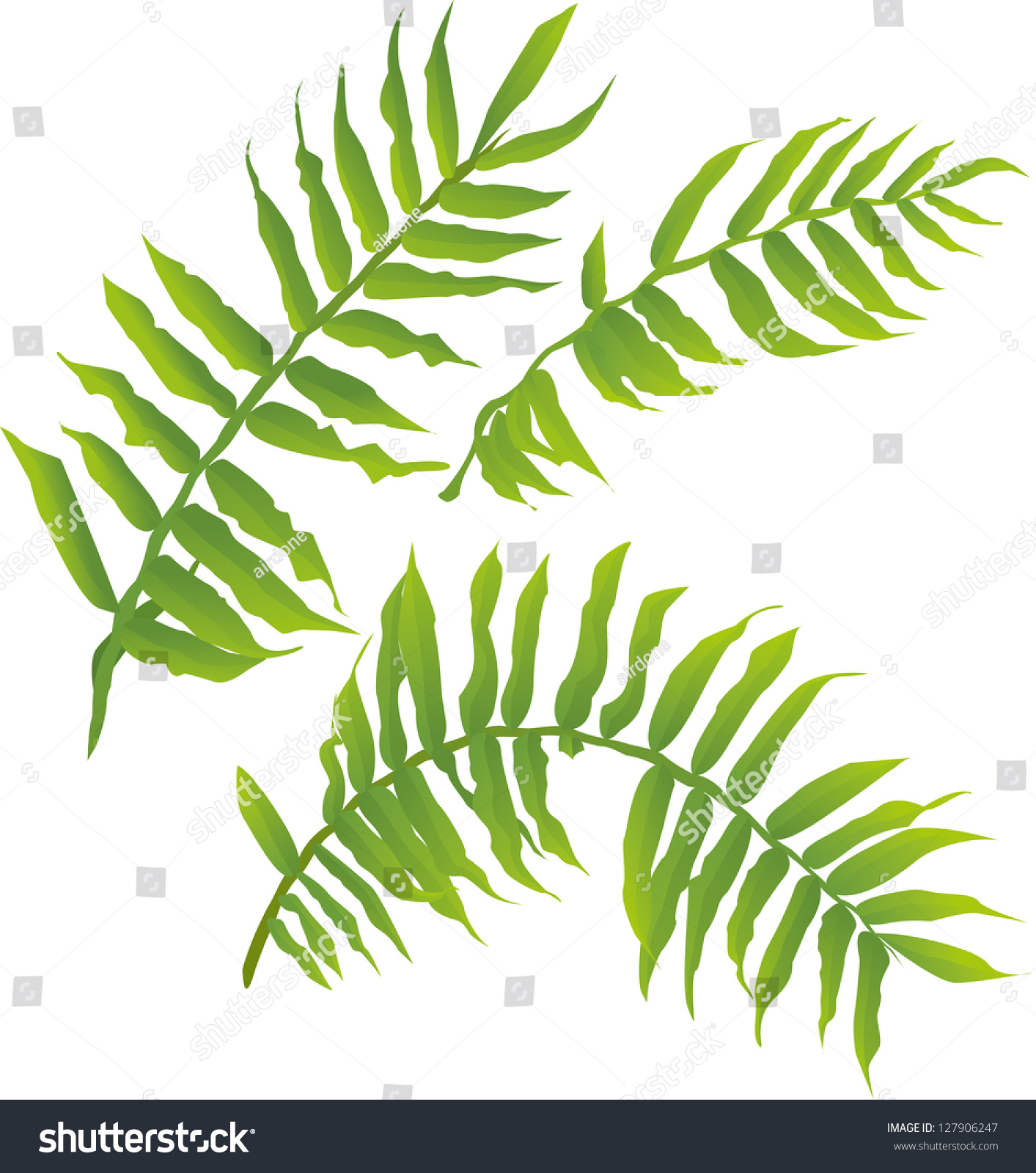 clip art fern leaf - photo #47