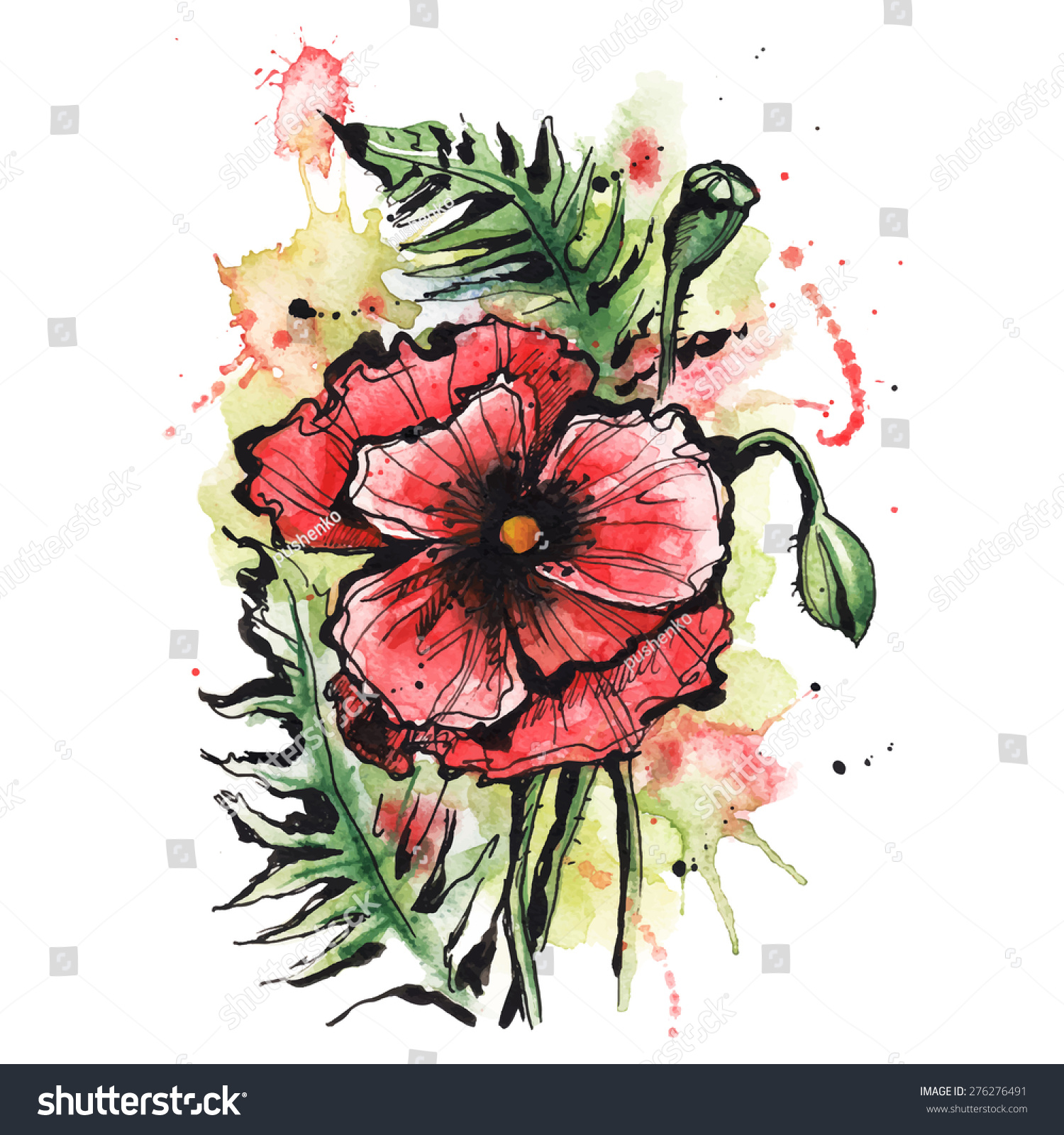 Vector Illustration Poppies For Design, Watercolor Illustration Of A