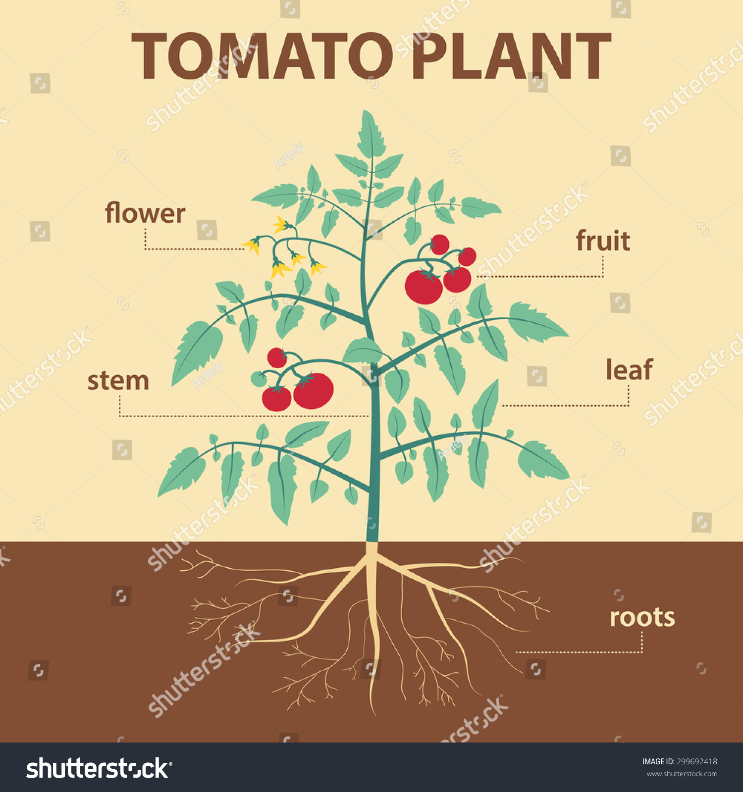 Vector Illustration Showing Parts Tomato Whole Stock Vector 299692418