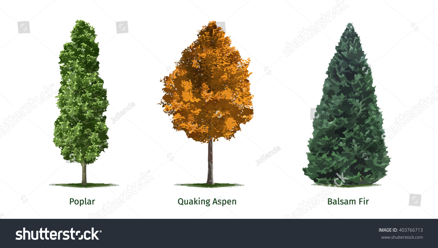 Vector Illustrations Of Various Tree - 403766713 : Shutterstock