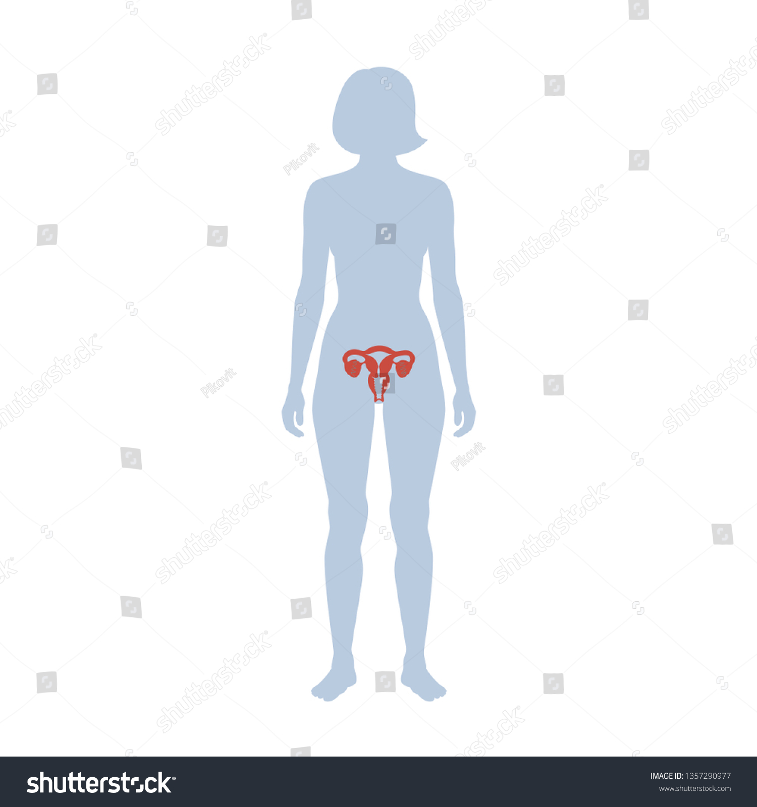 Vector Isolated Illustration Female Reproductive System Stock Vector