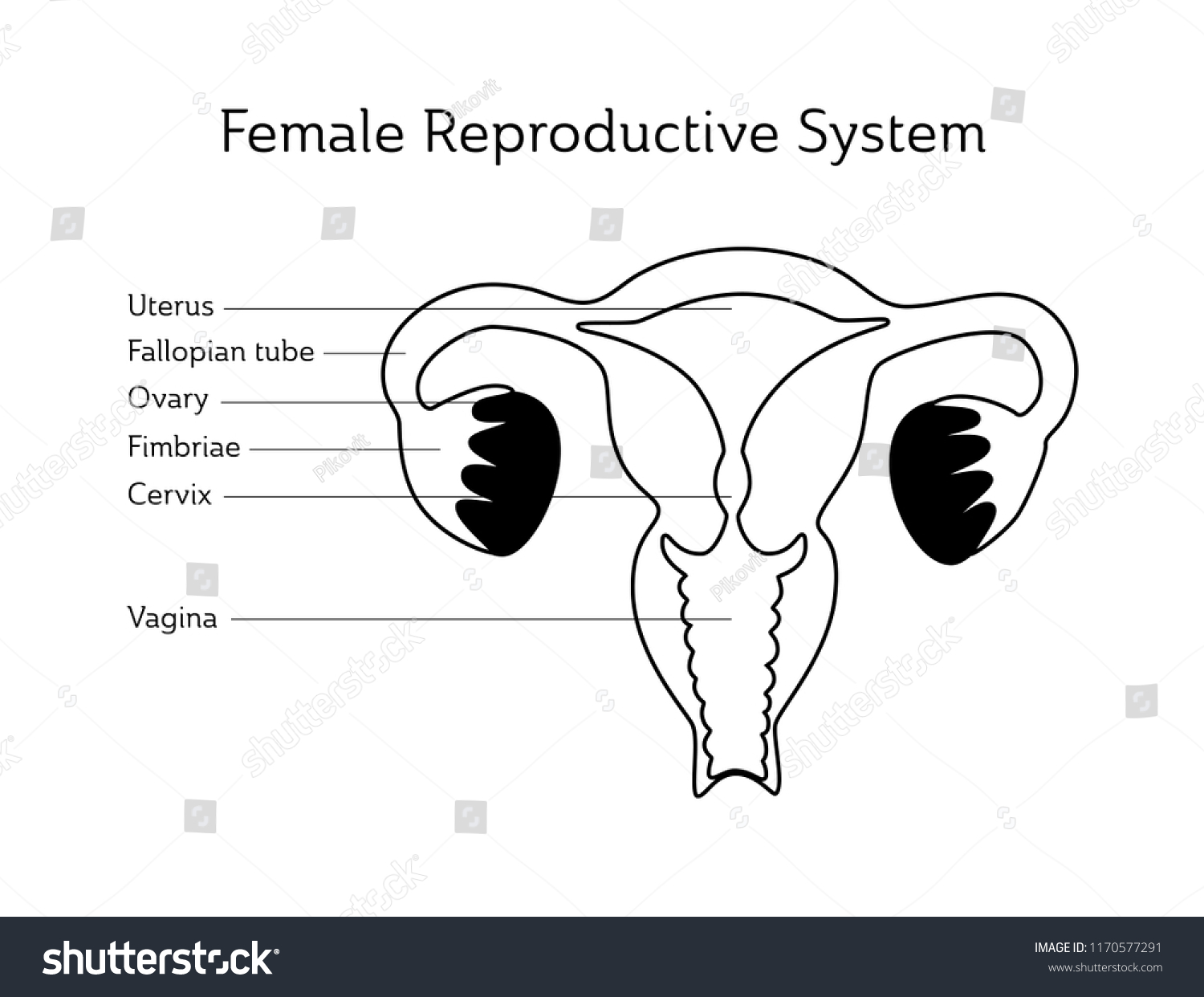 Vector Isolated Illustration Female Reproductive System Vector De