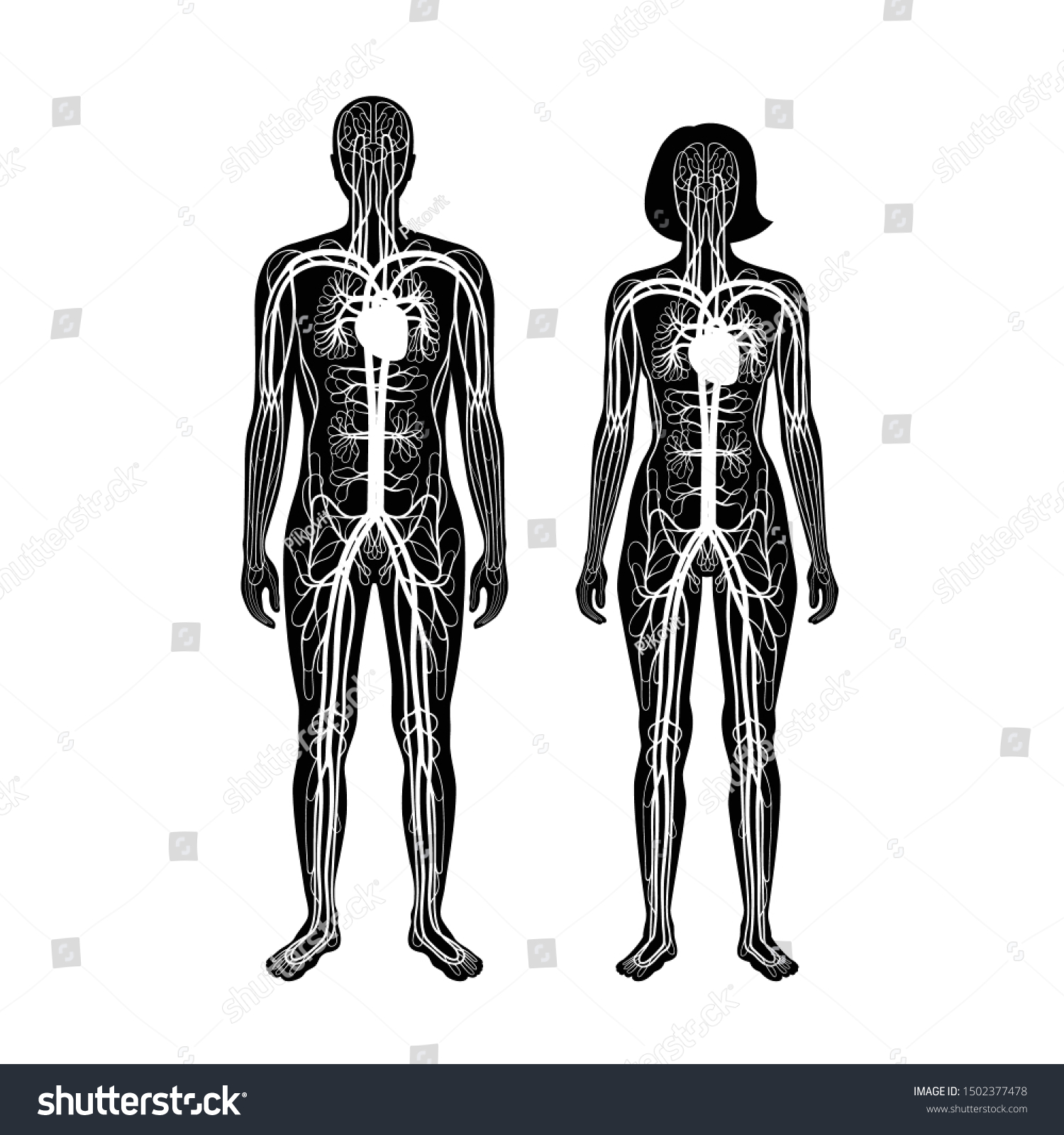 Vector Isolated Illustration Human Arterial Venous