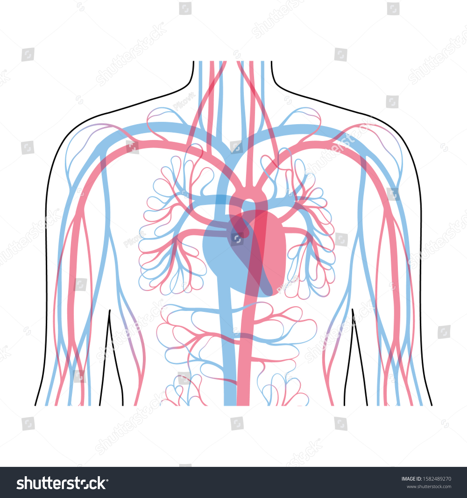 Vector Isolated Illustration Human Arterial Venous Stock Vector