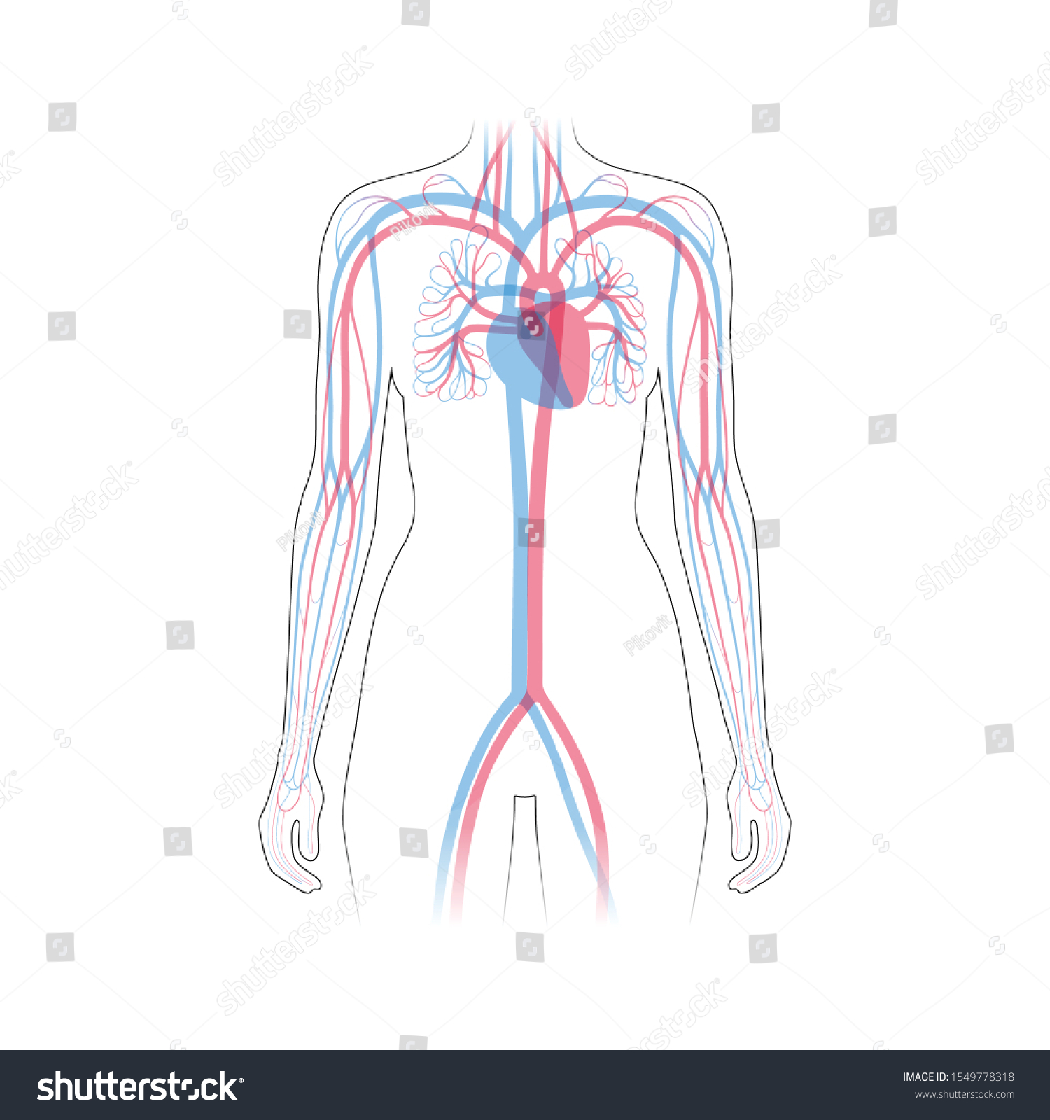 Vector Isolated Illustration Human Arterial Venous Stock Vector