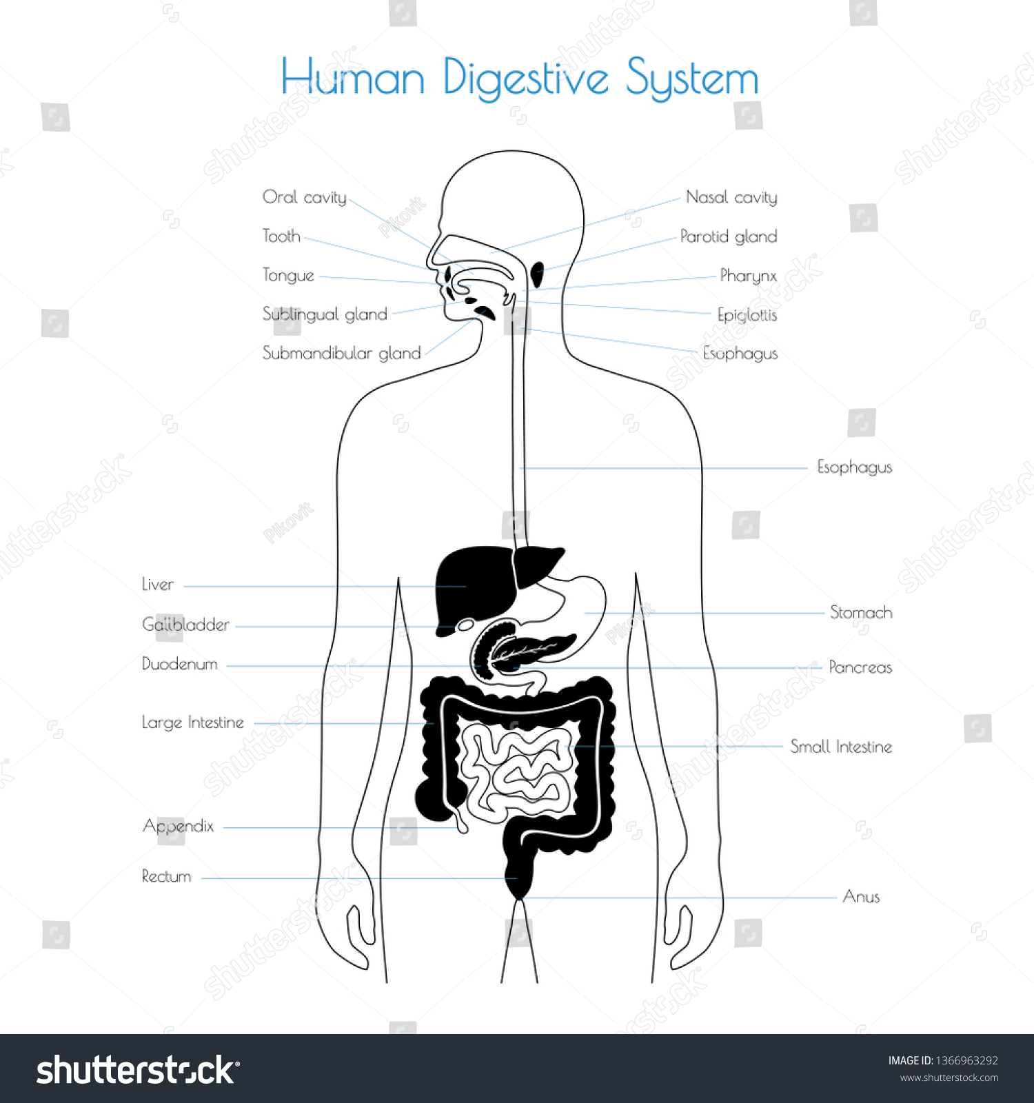 Vector Isolated Illustration Human Digestive System Vector De Stock