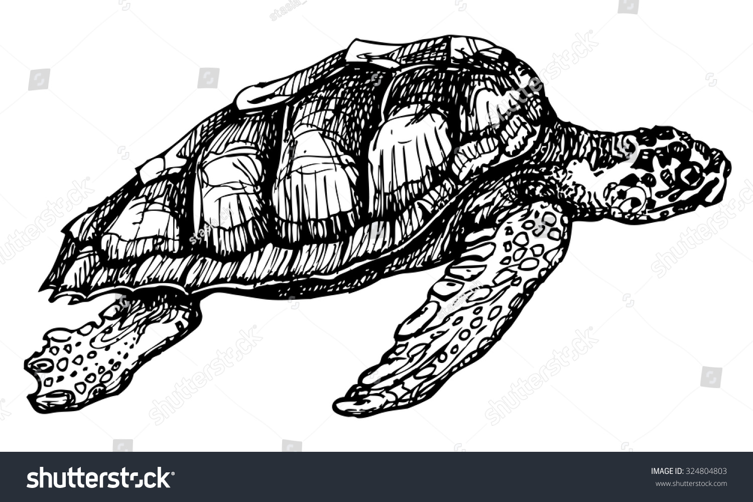 Vector Loggerhead Sea Turtle. Hand Drawn Caretta Caretta Turtle