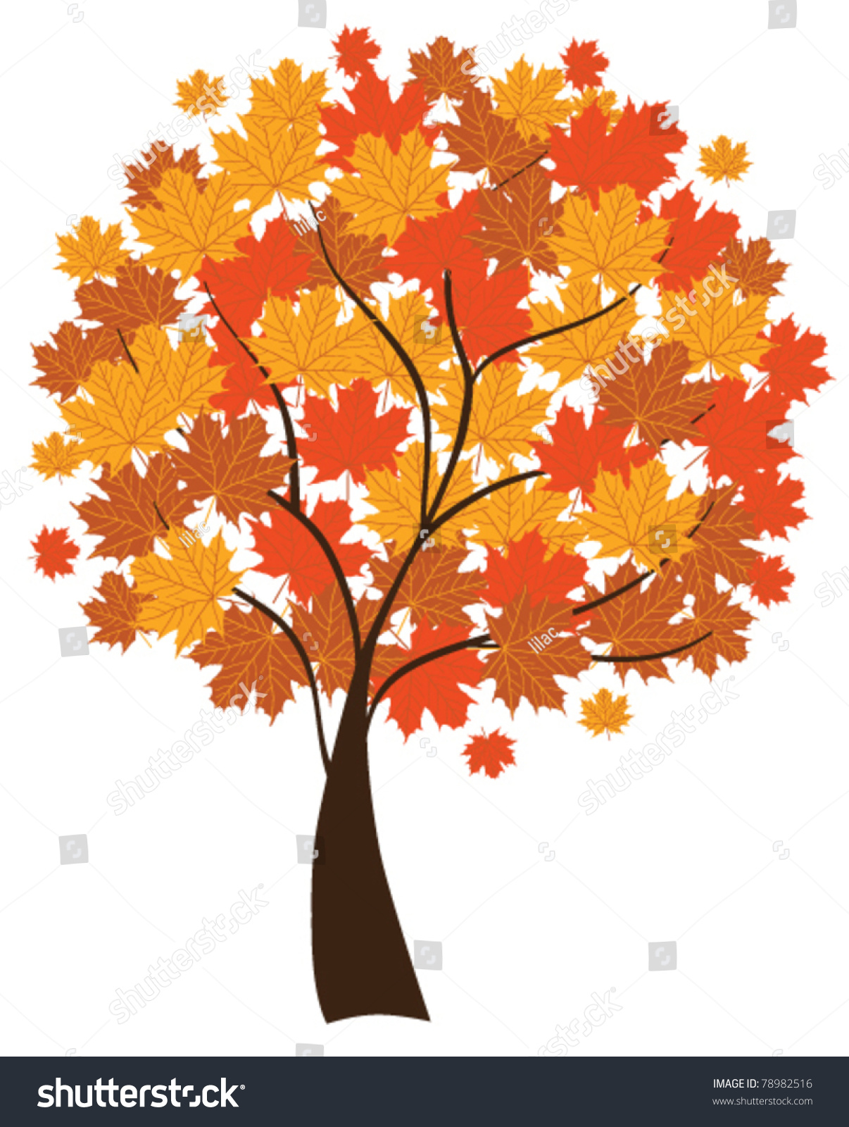 Vector Maple Tree Fall Stock Vector Shutterstock
