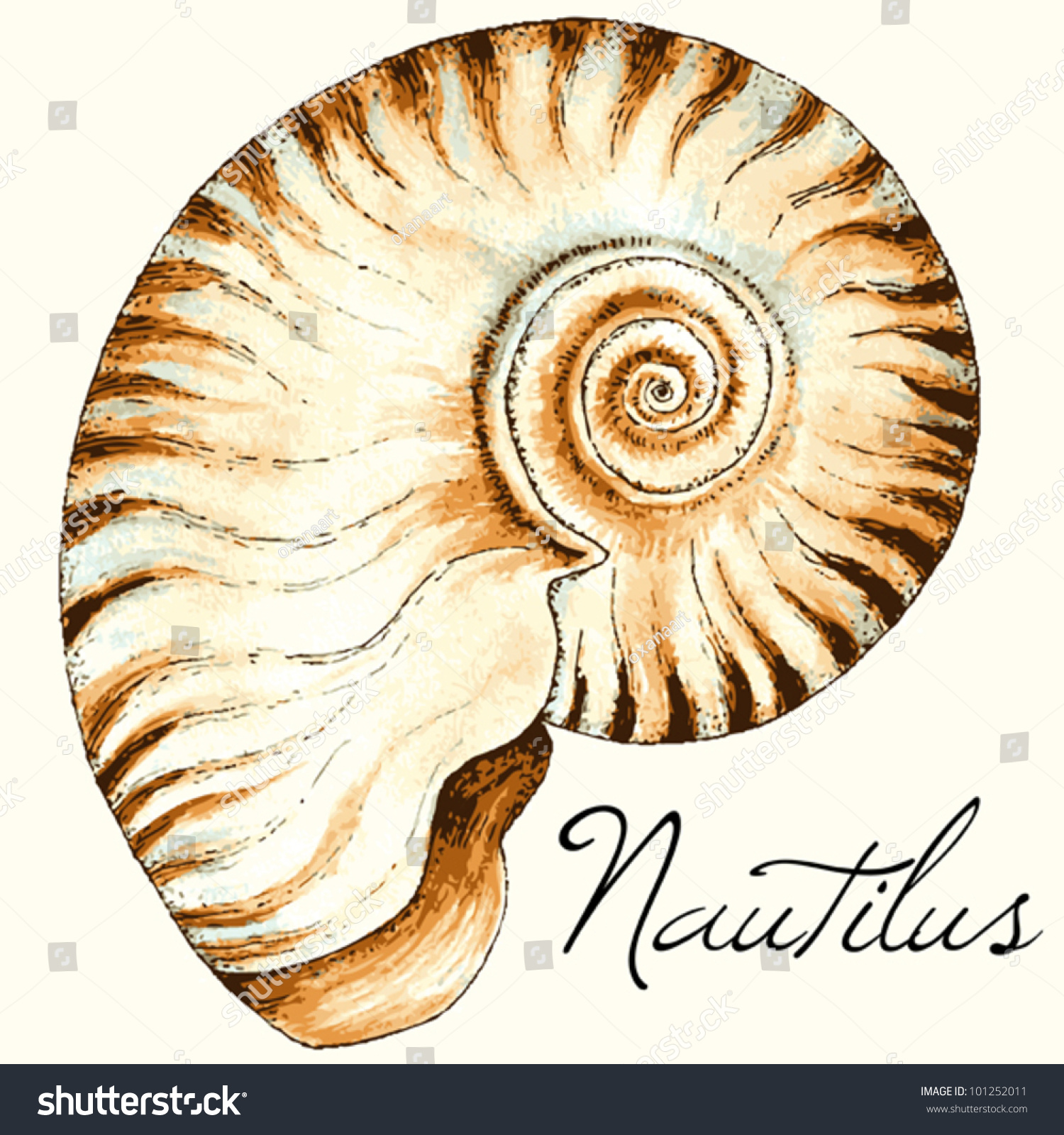 Vector Nautilus Sea Shell Design Hand Drawn Watercolor And Ink