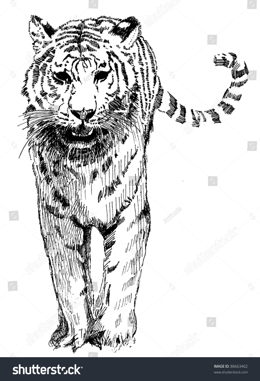 Vector Of Hand Drawn Sketch Of Stalking Tiger In Black And White