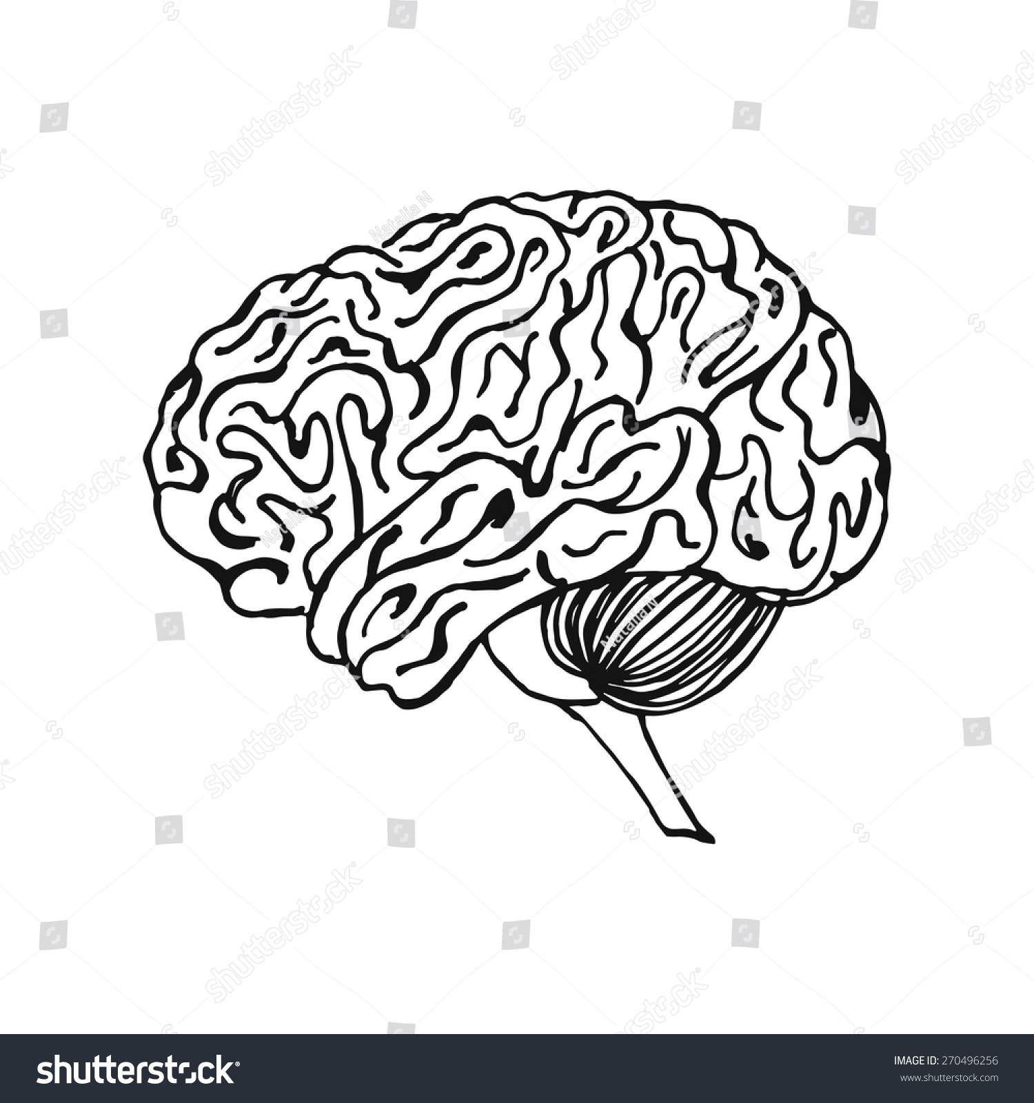 Vector Outline Illustration Human Brain On Stock Vector 270496256