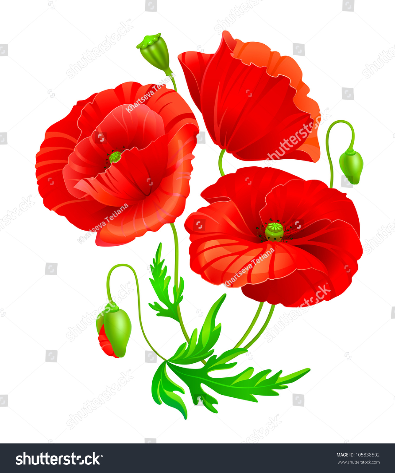 Vector Poppy Flowers - 105838502 : Shutterstock