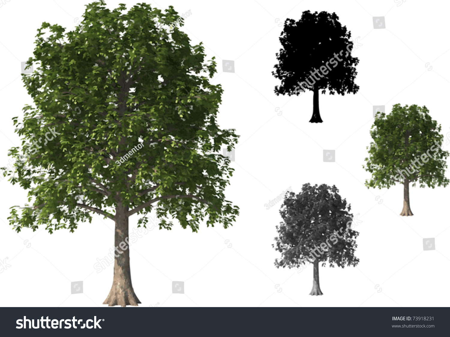 Vector Set Of Beech Trees - 73918231 : Shutterstock