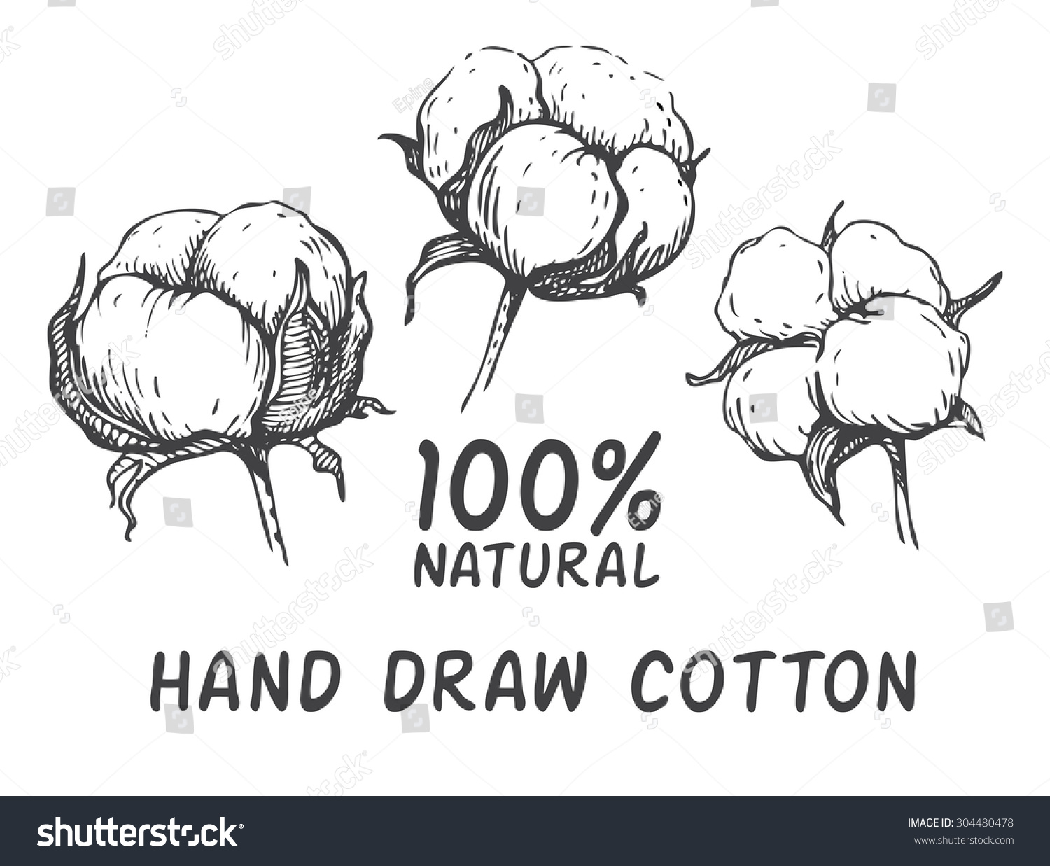 vector set hand draw ink cotton stock vector 304480478 vector set hand draw ink cotton stock vector 304480478