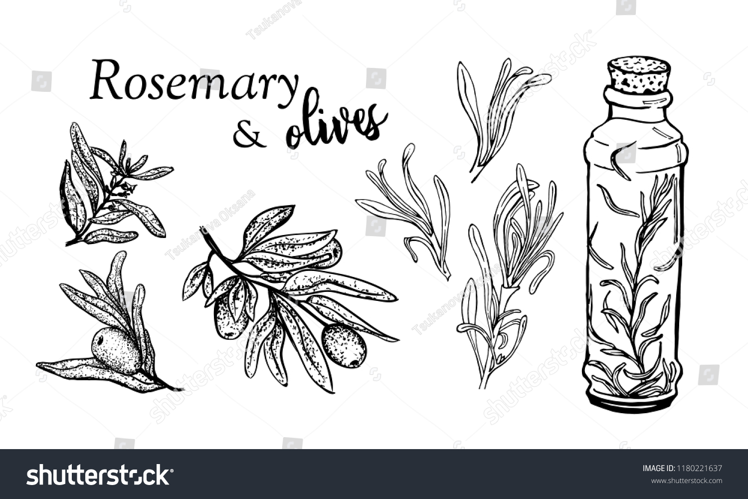 Vector Set Rosemary Hand Drawn Elements Stock Vector Royalty Free