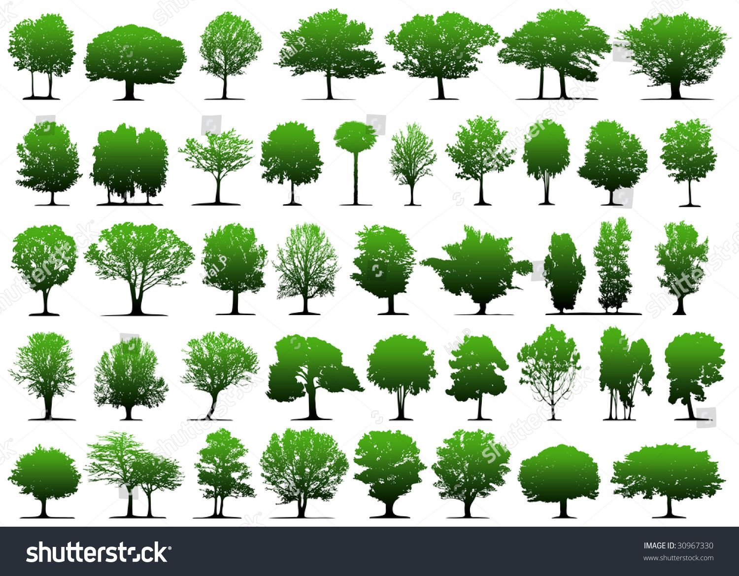 Vector Trees - 30967330 : Shutterstock