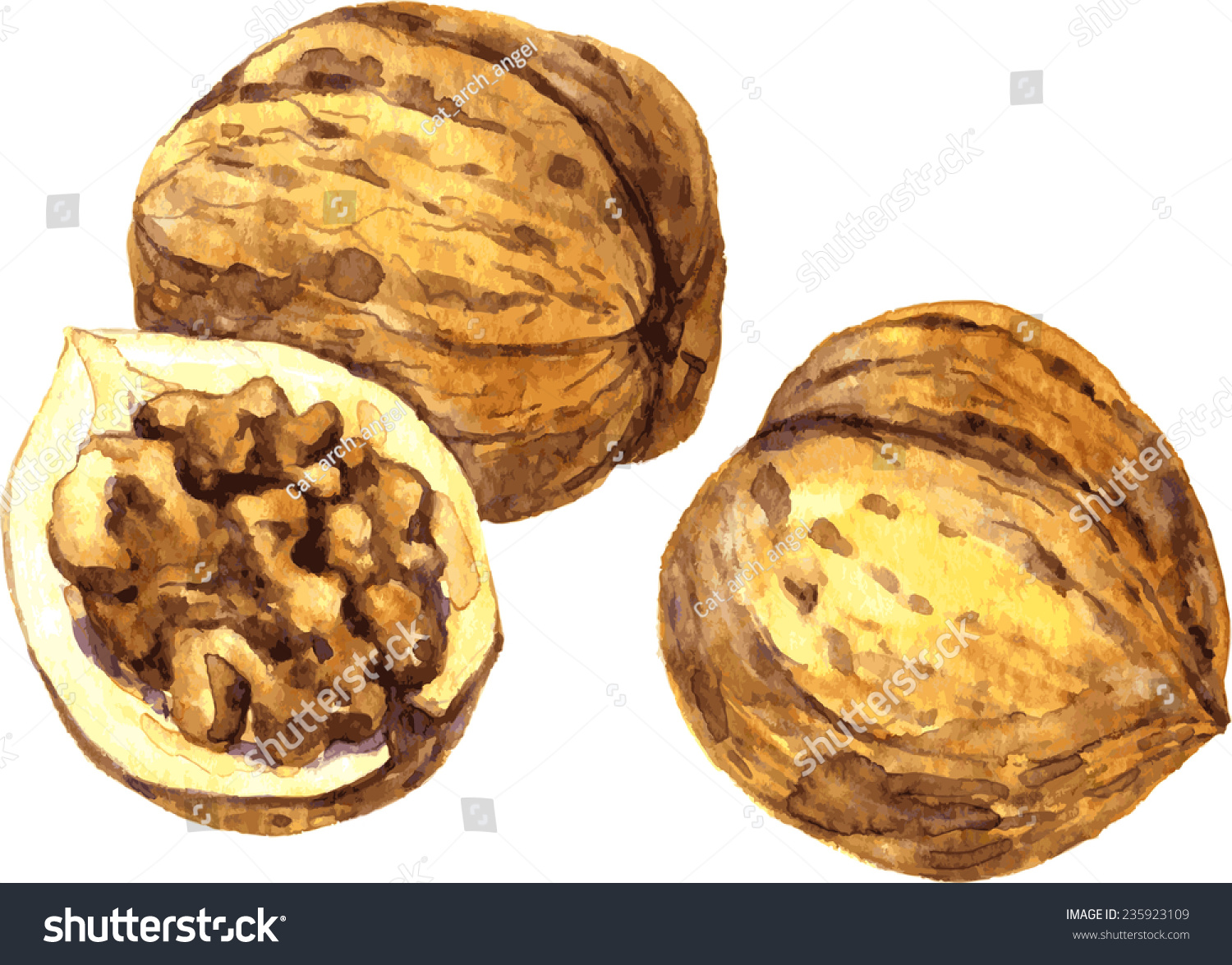 Vector Walnuts Drawing By Watercolor,Hand Drawn Illustration ...