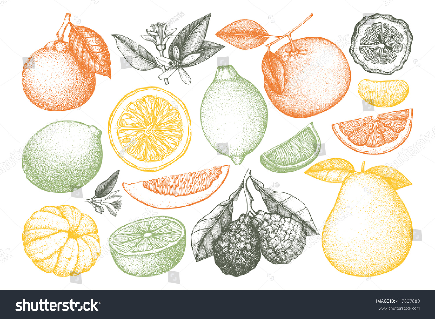 Vintage Vector Ink Hand Drawn Collection Of Citrus Fruits Isolated On